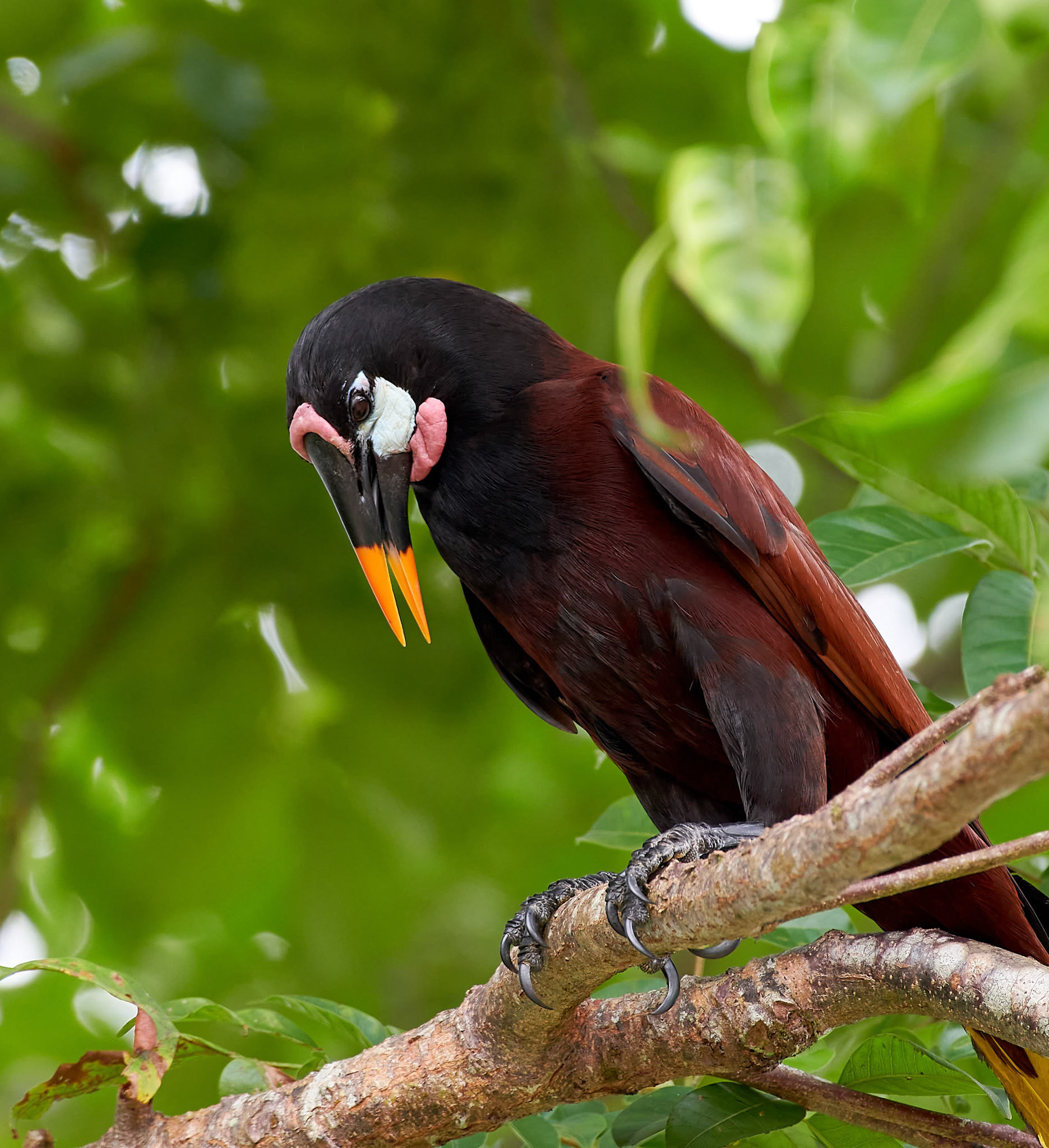 Montezuma Oropendola