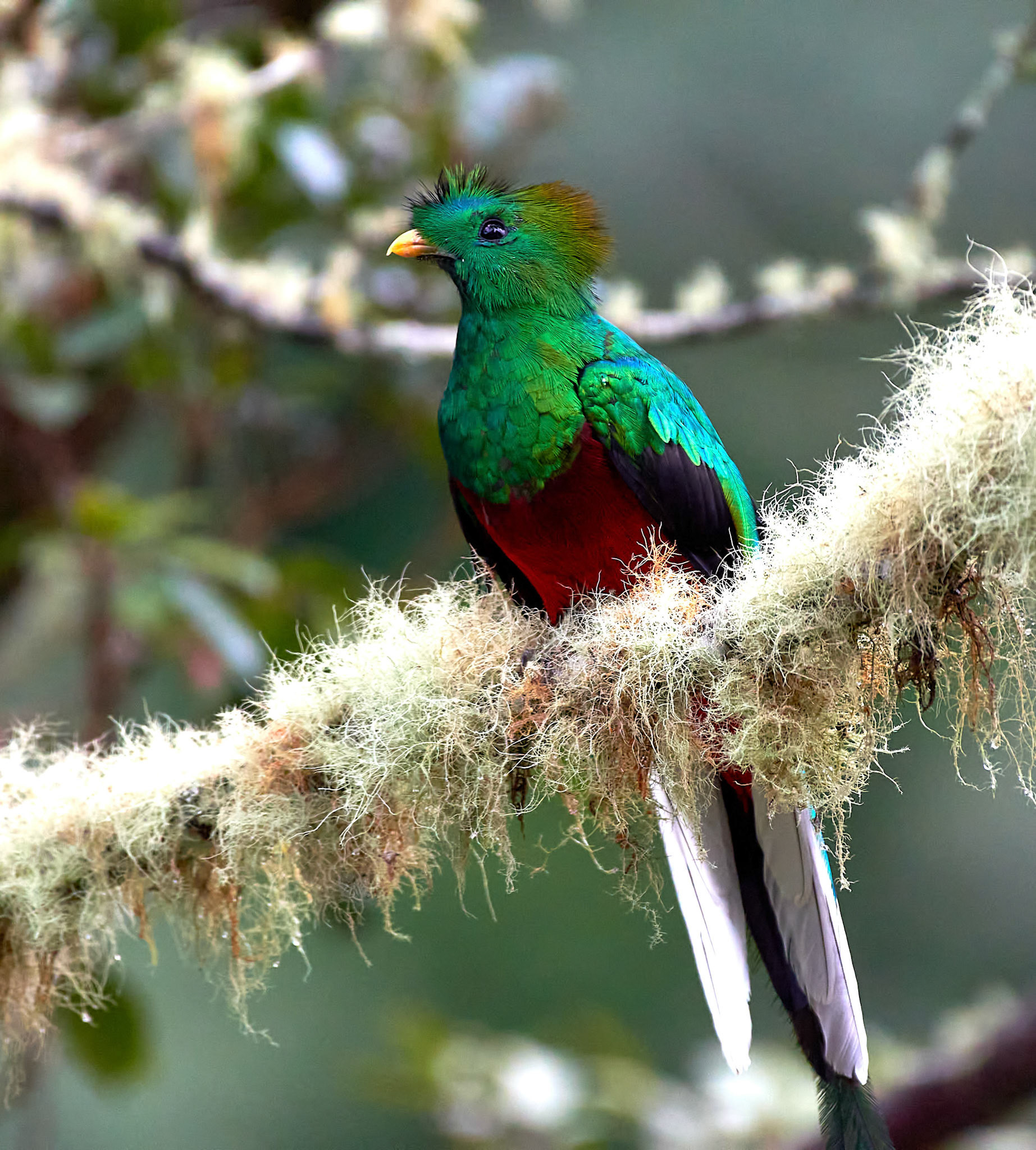 Quetzal