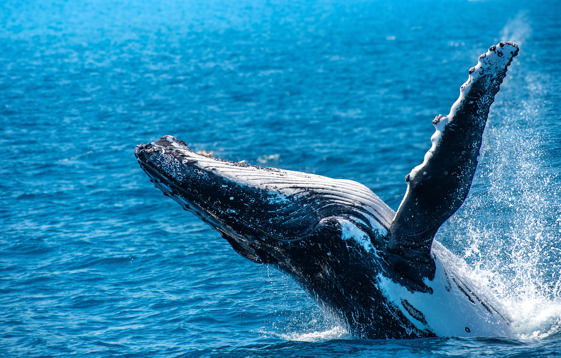 Humpback Whale