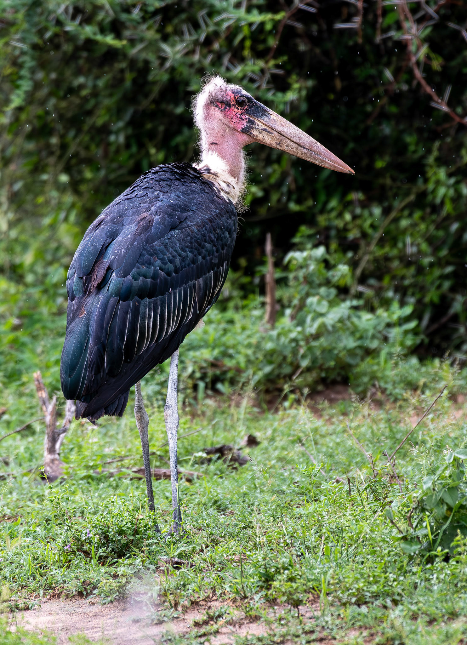 Marabou stork