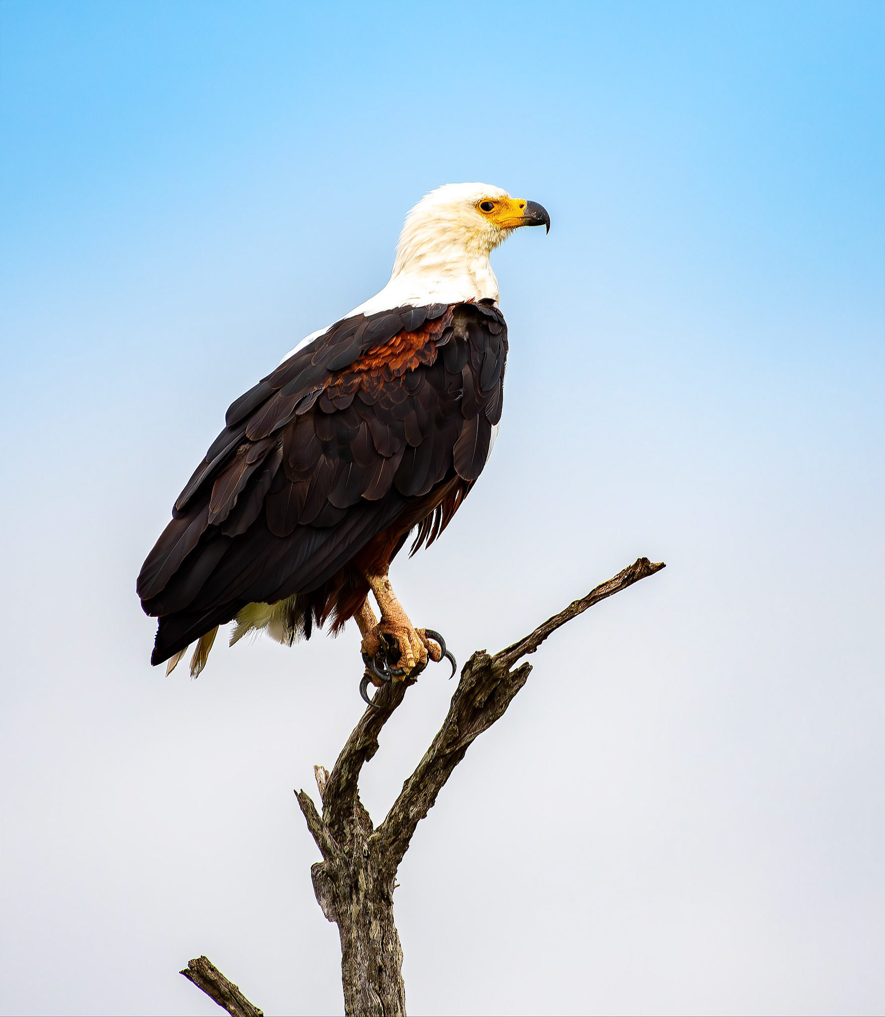 African fish eagle