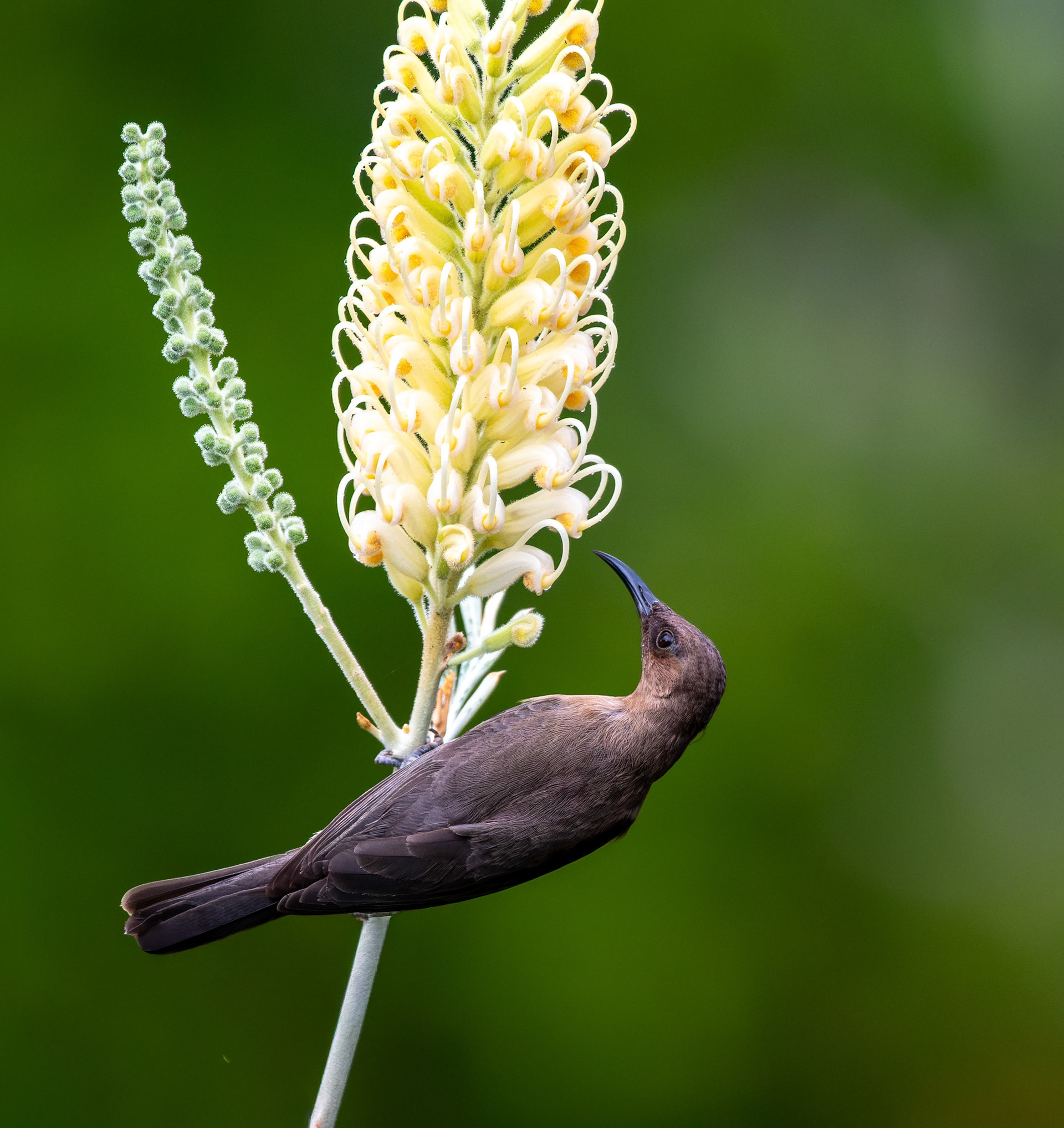 Dusky Honeyeater