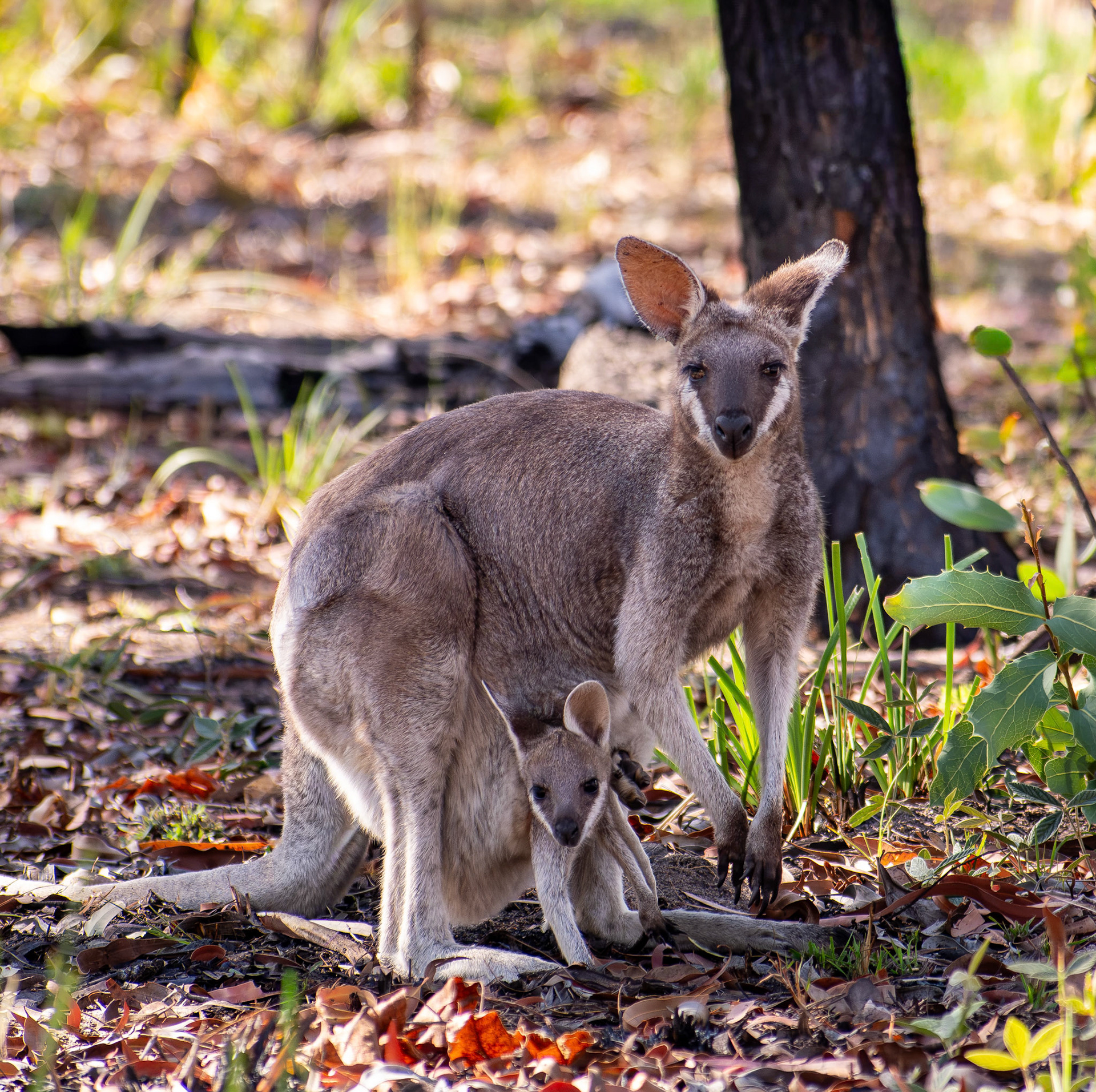 Whiptail Wallaby