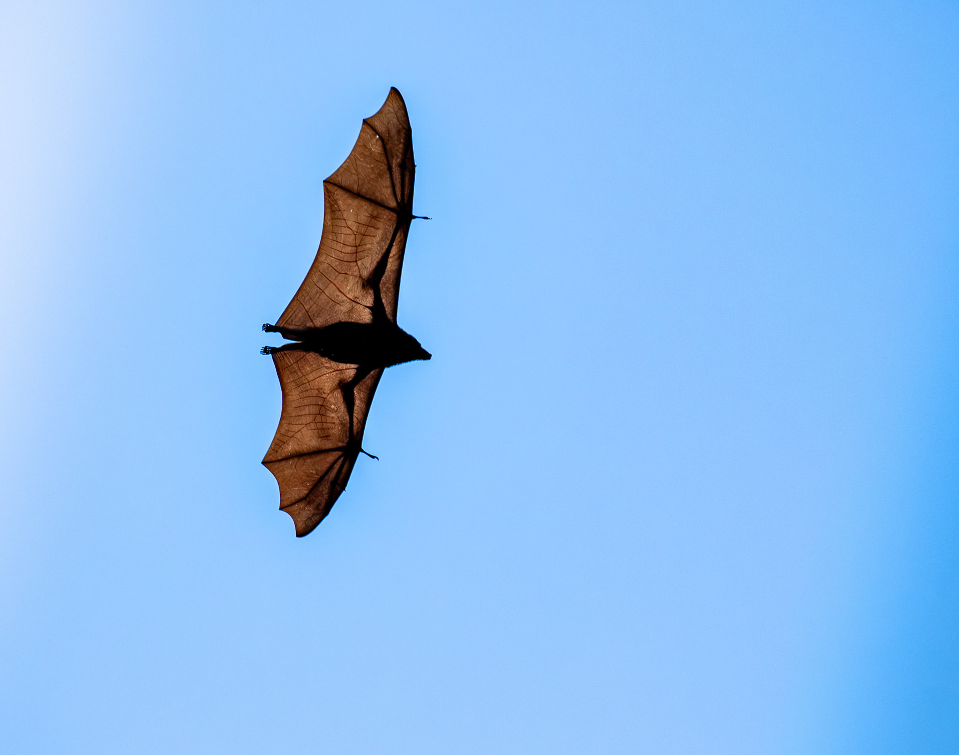 Black Flying Fox