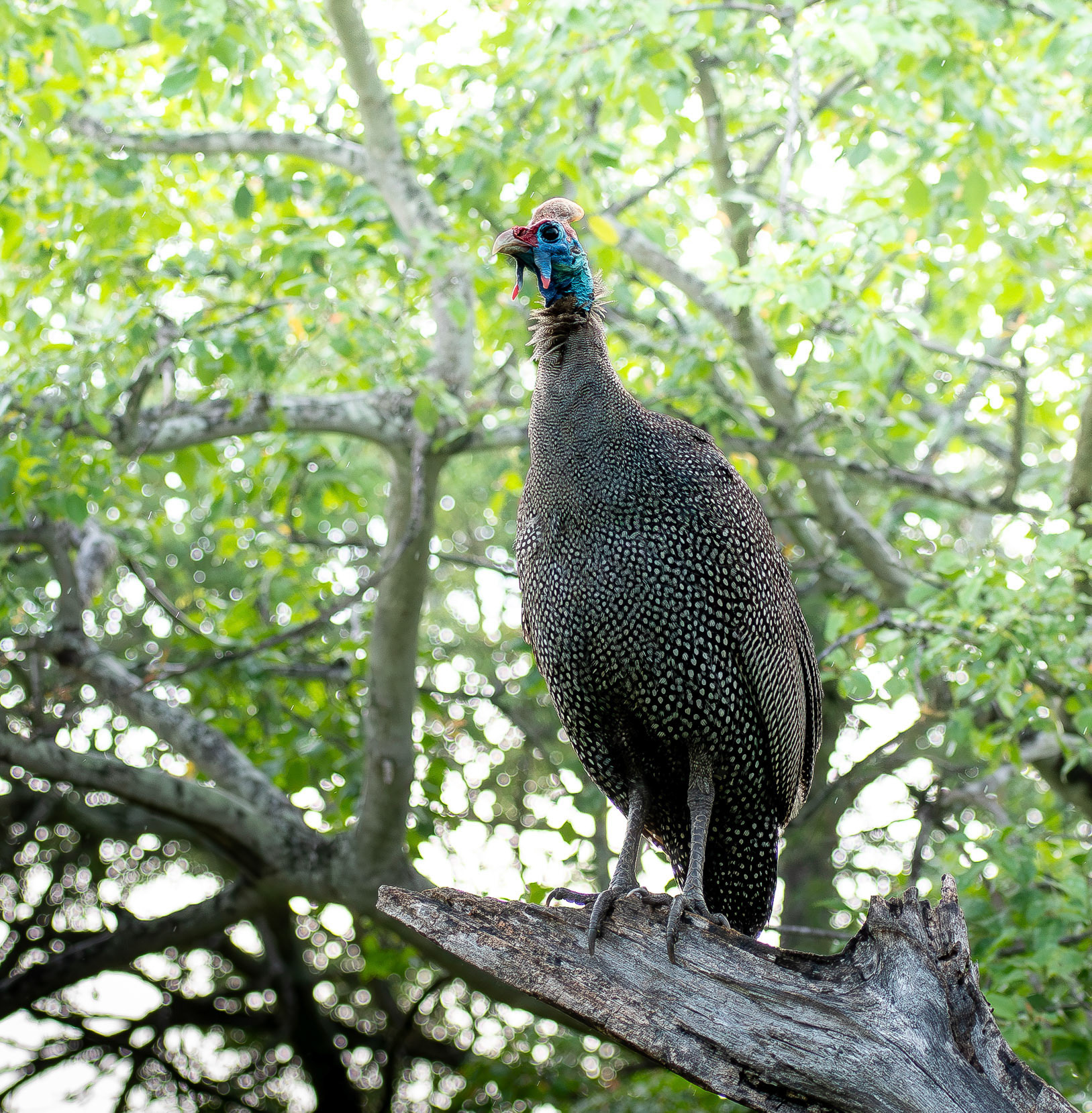 Helmeted guineafowl
