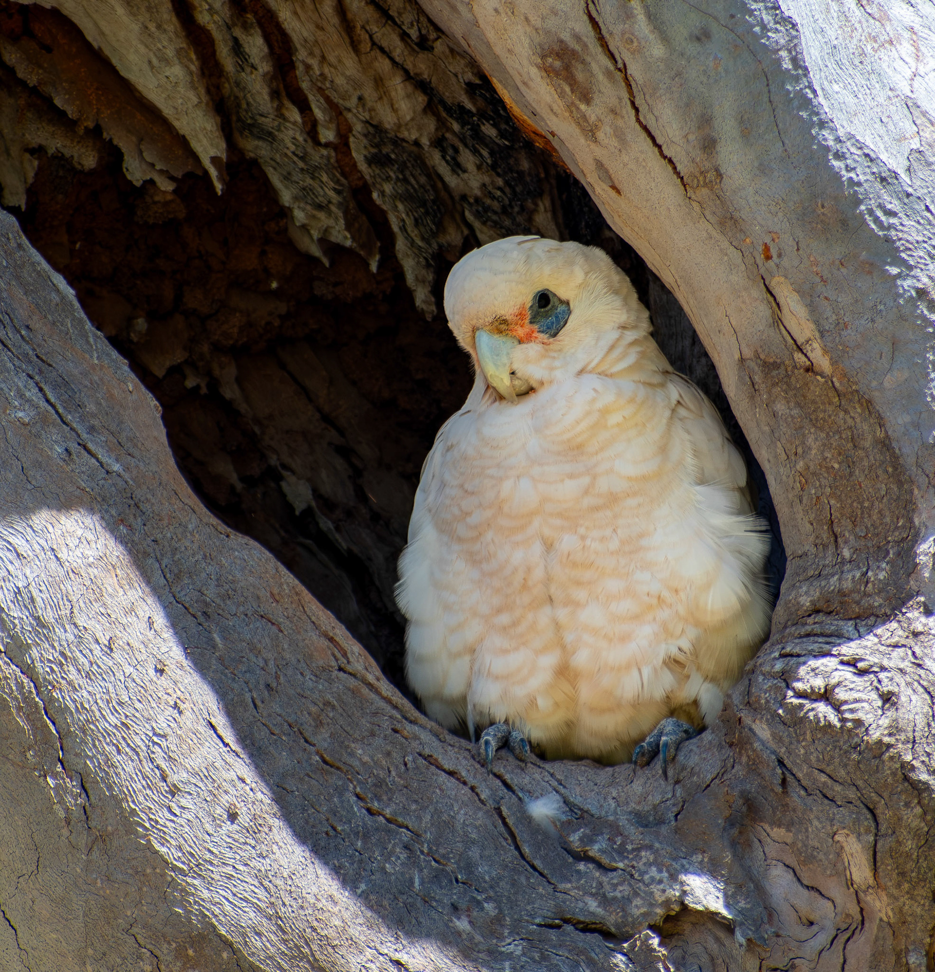 Little Corella