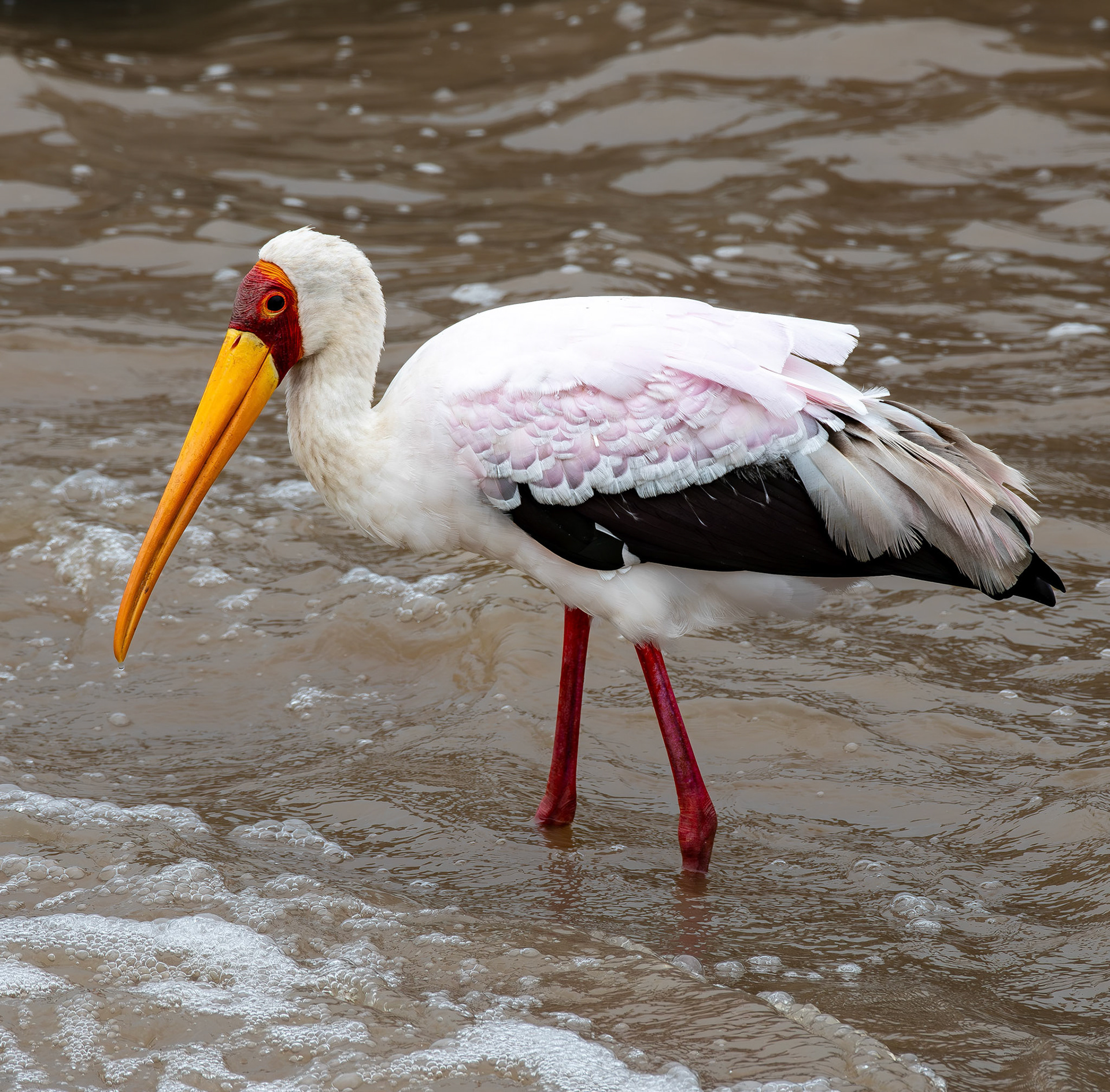 Yellow-billed stork