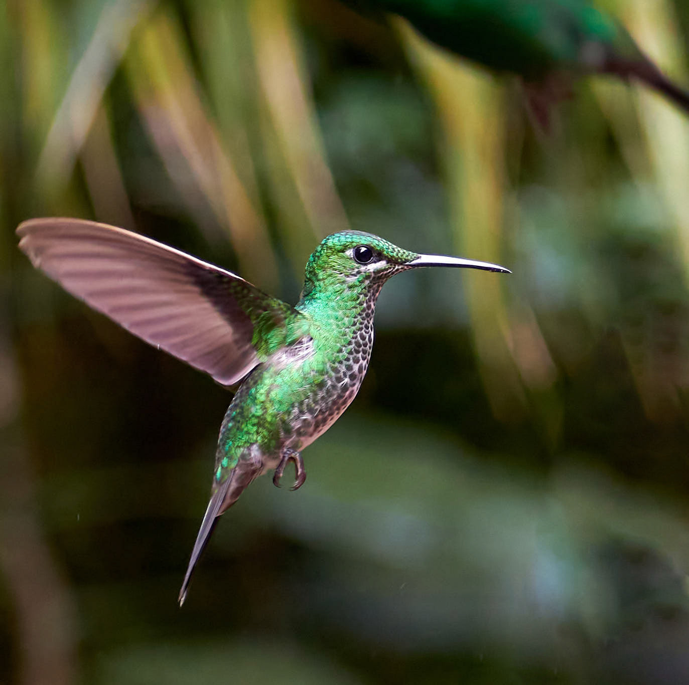 Grønisset brillant kolibri