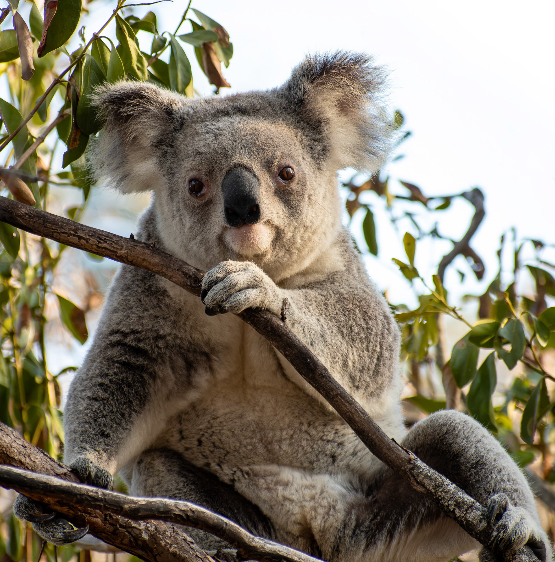 Koala