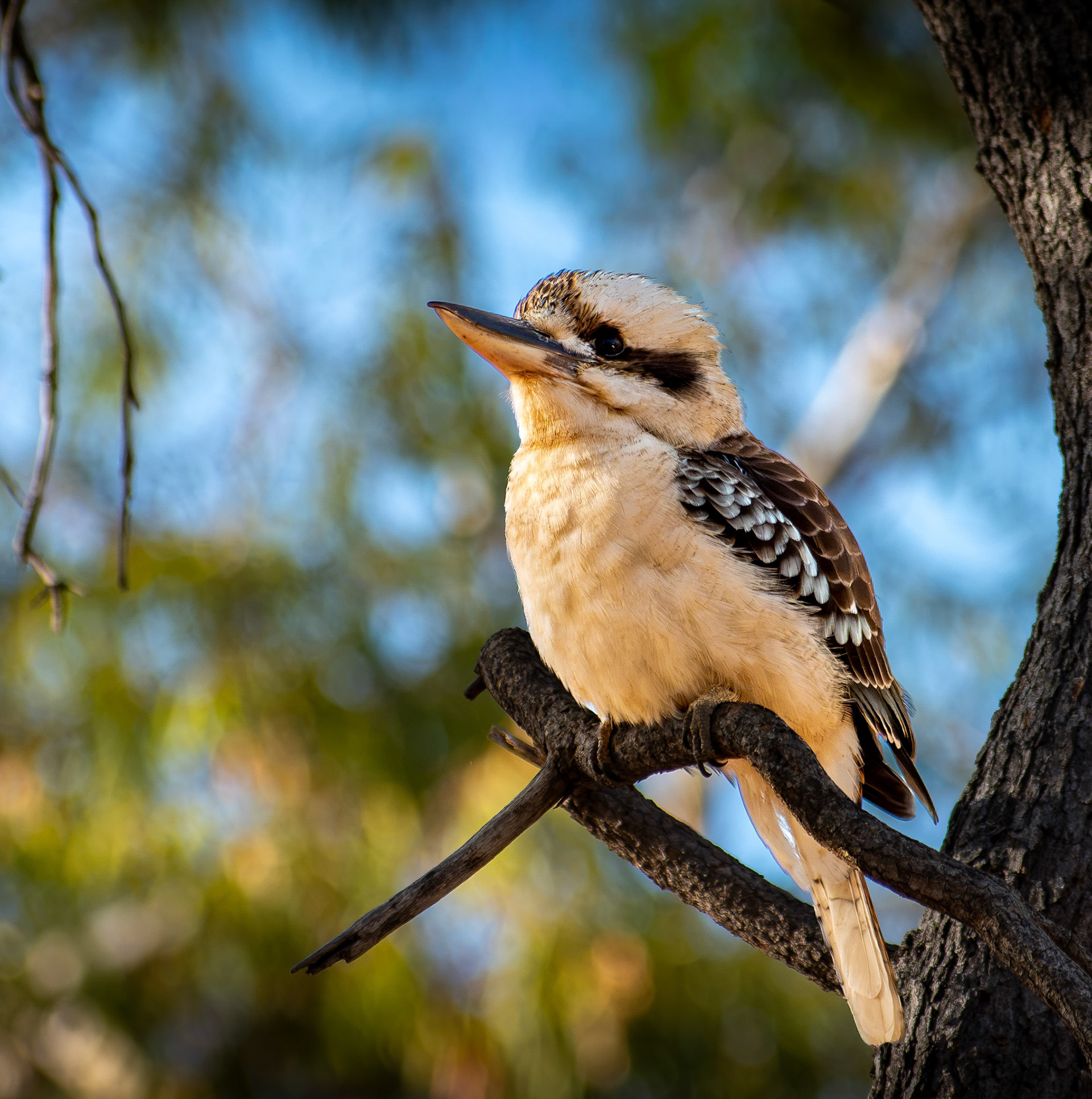 Laughing Kookaburra