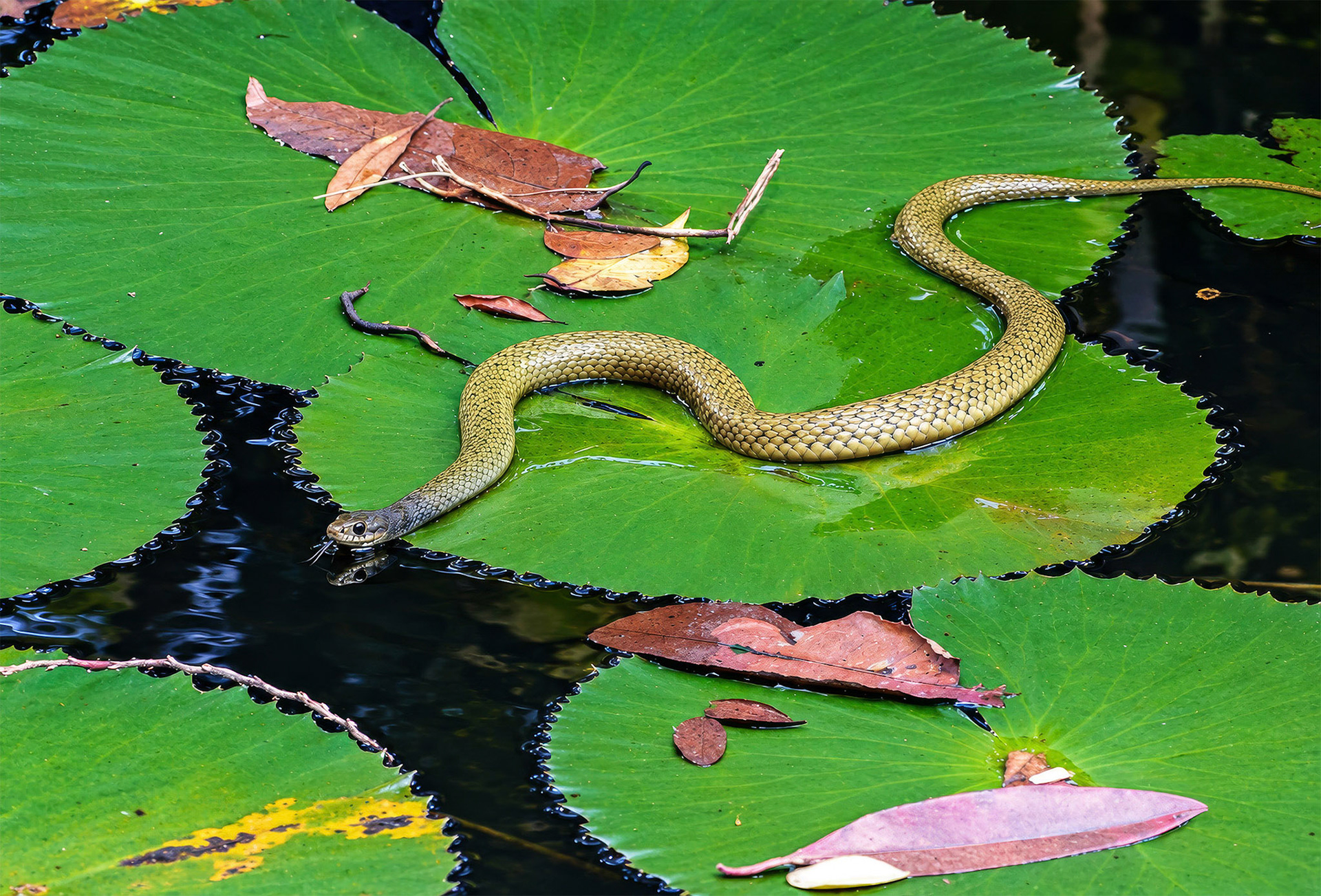 Common Tree Snake