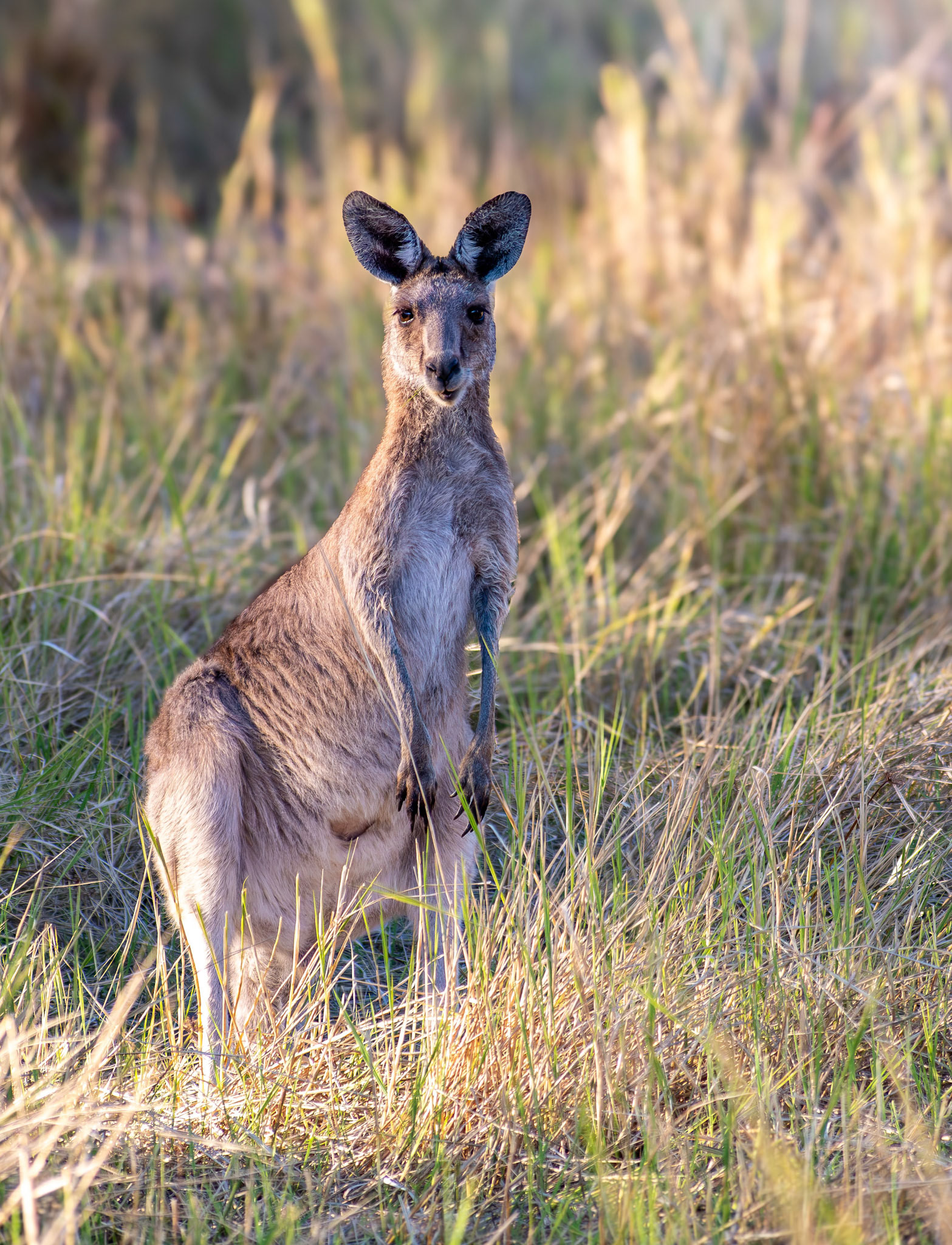 Eastern Grey Kangaroo