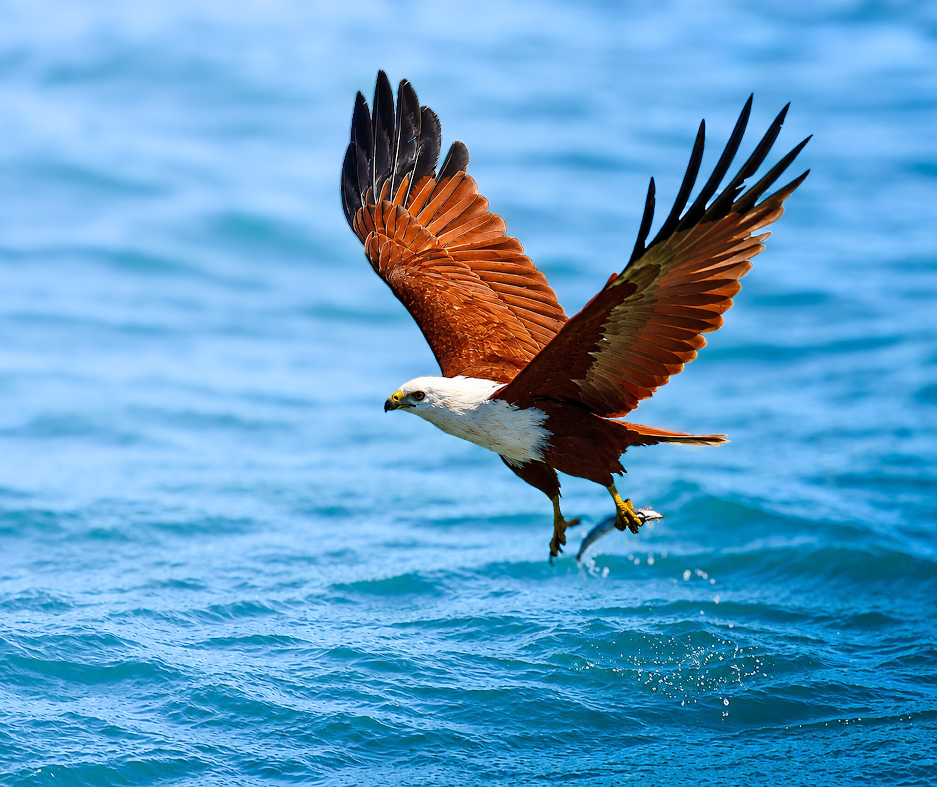 Brahminy Kite