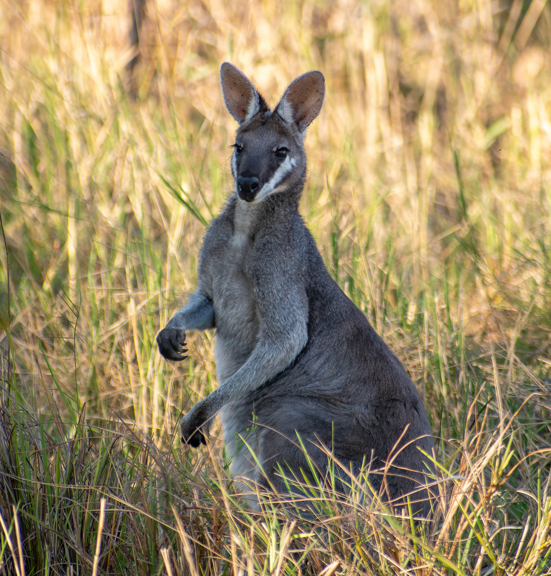 Whiptail Wallaby