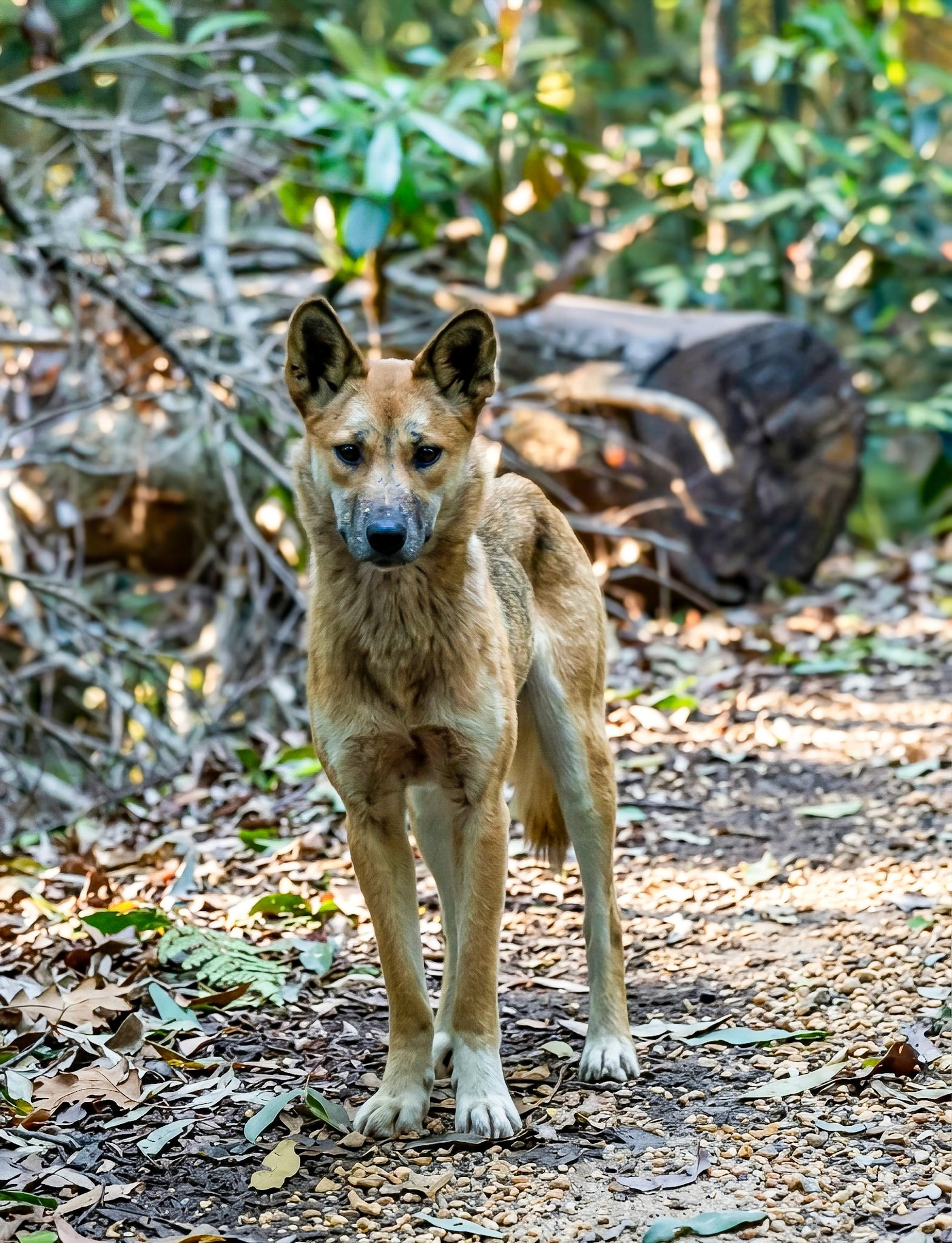 Dingo