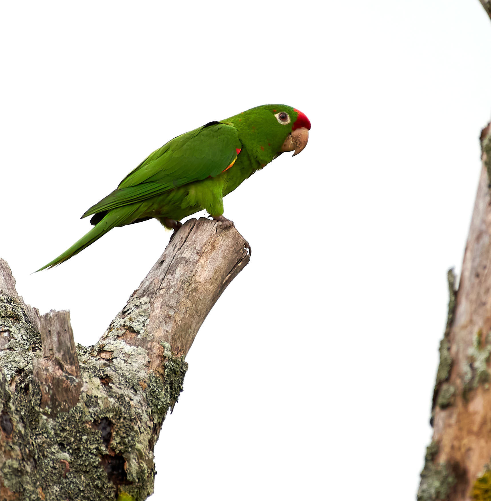 Mellemamerikansk aratinga