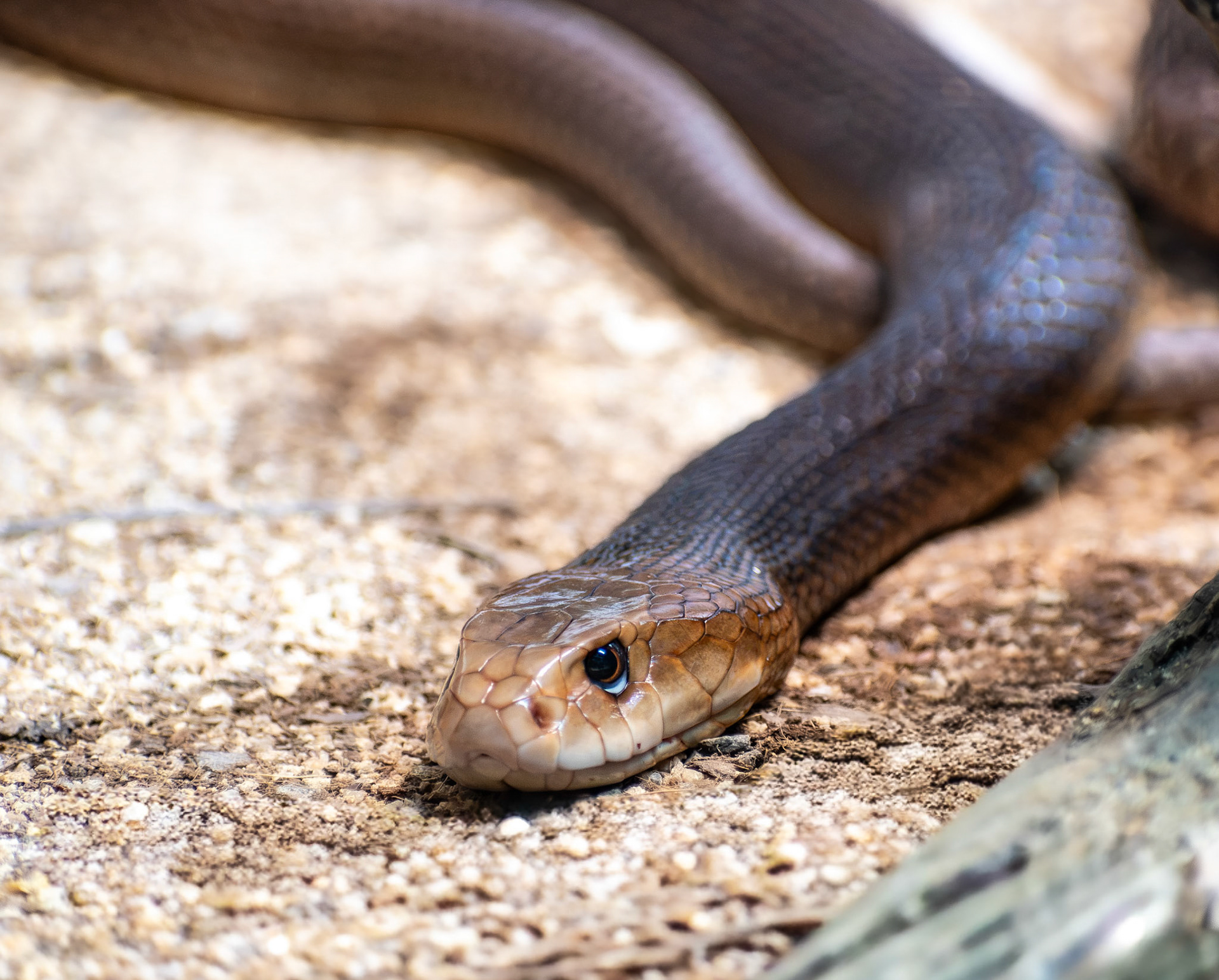 Taipan (Australia Zoo)