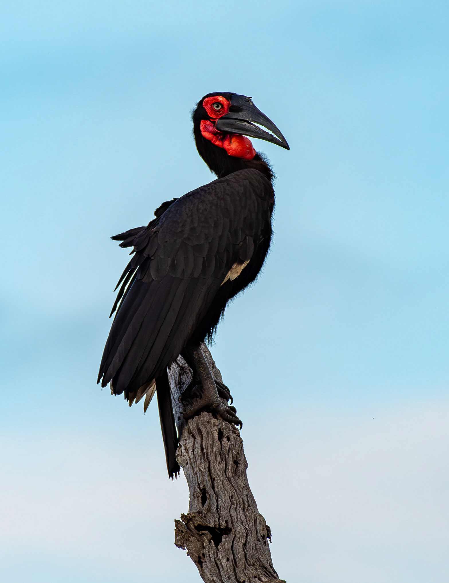 Ground Hornbill