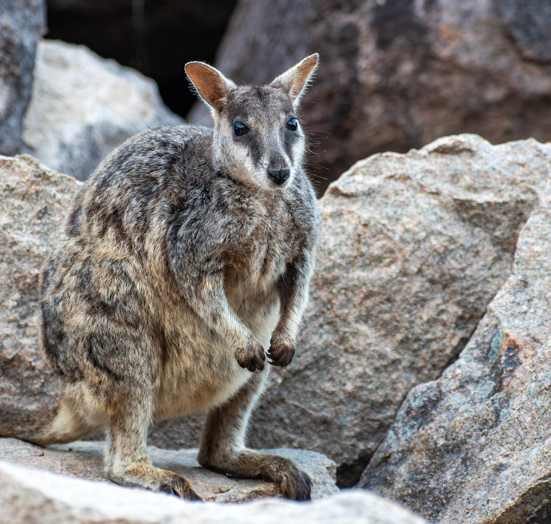 Rock-Wallaby
