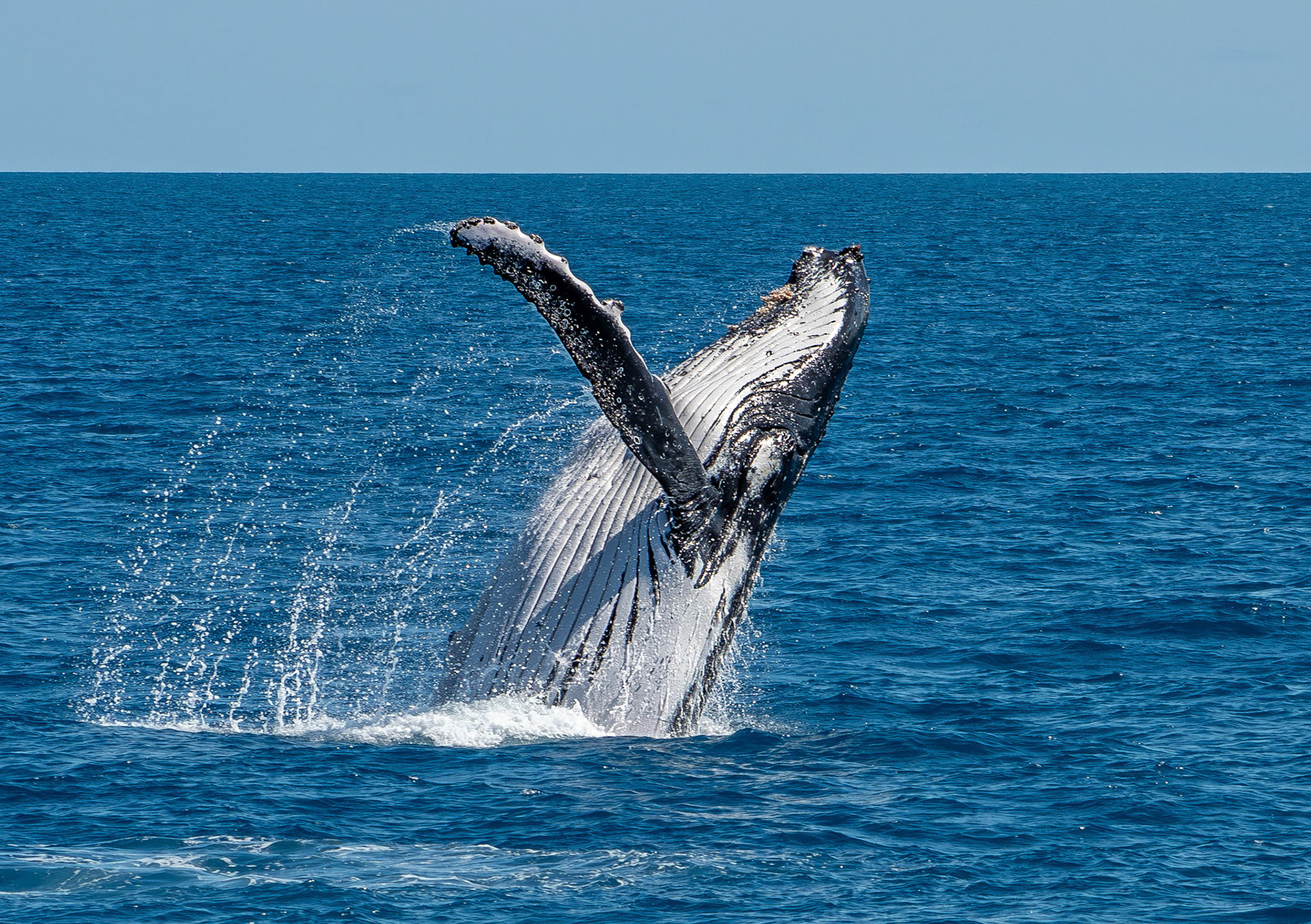 Humpback Whale