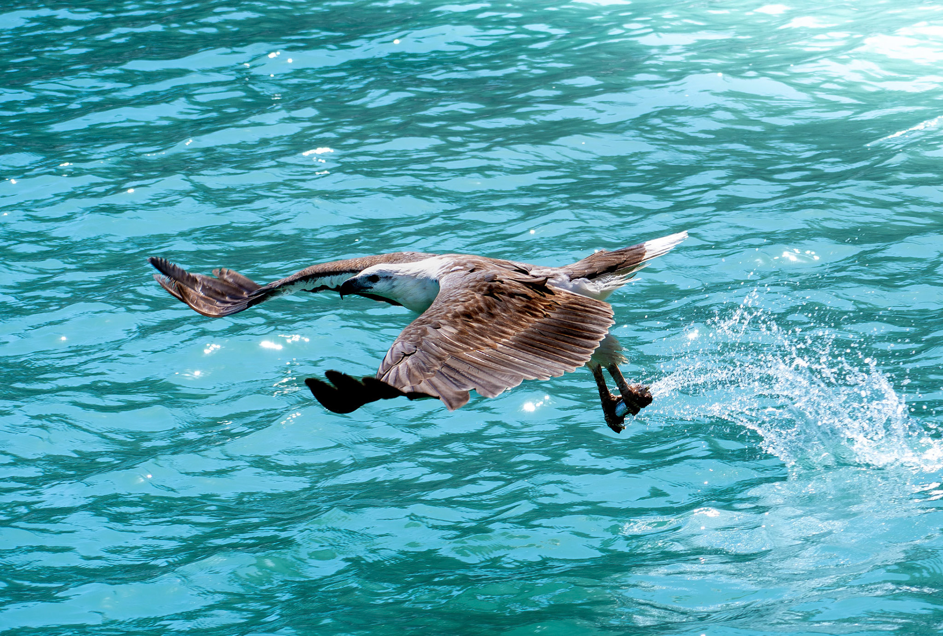 White-bellied Sea-Eagle