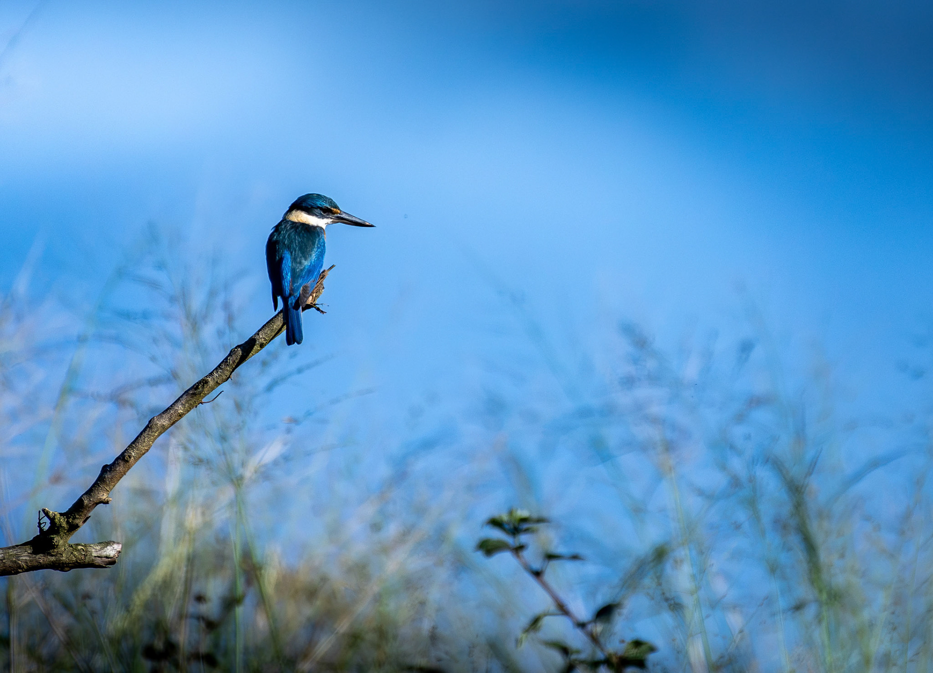 Sacred Kingfisher