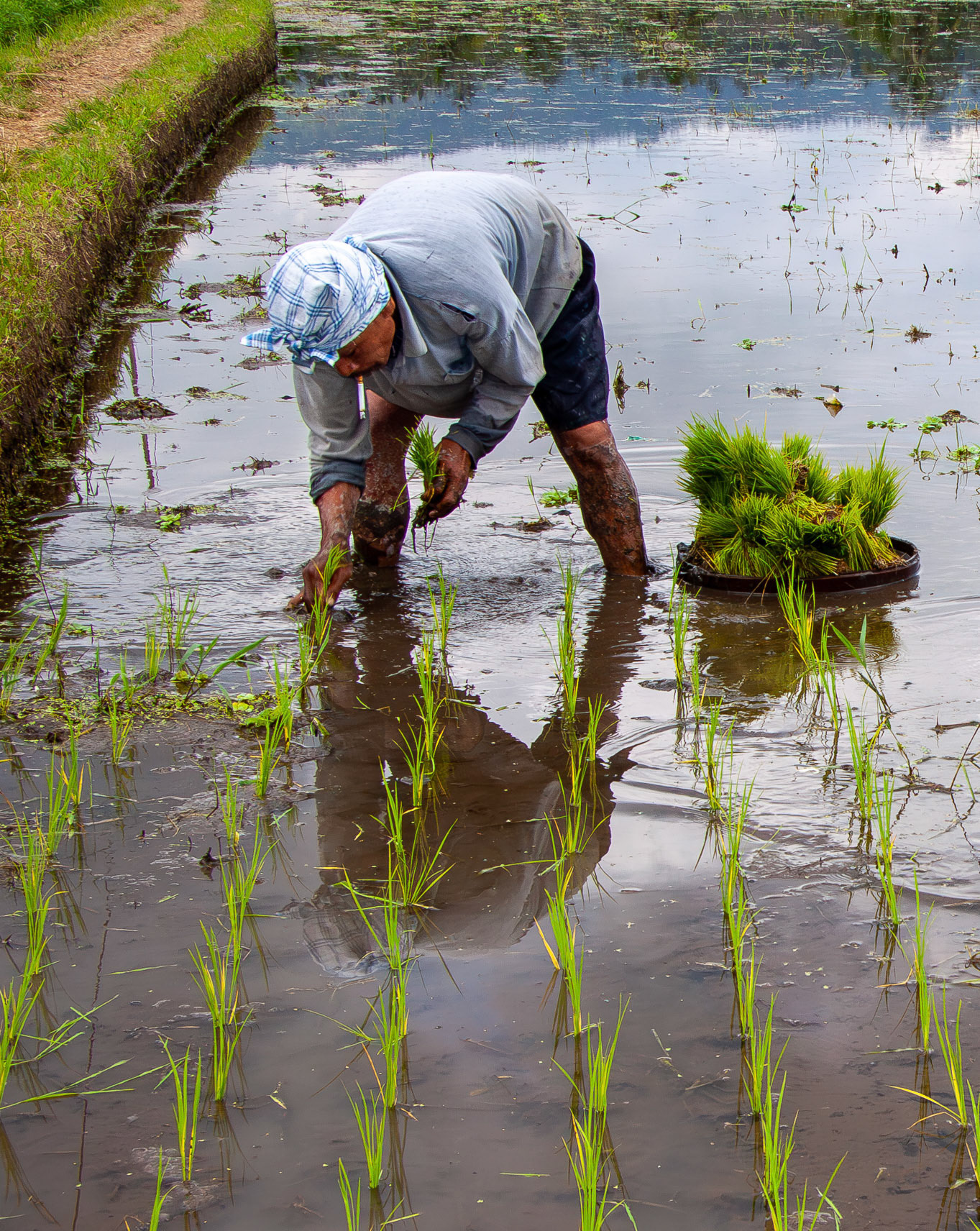 Rice planting • Indonesia