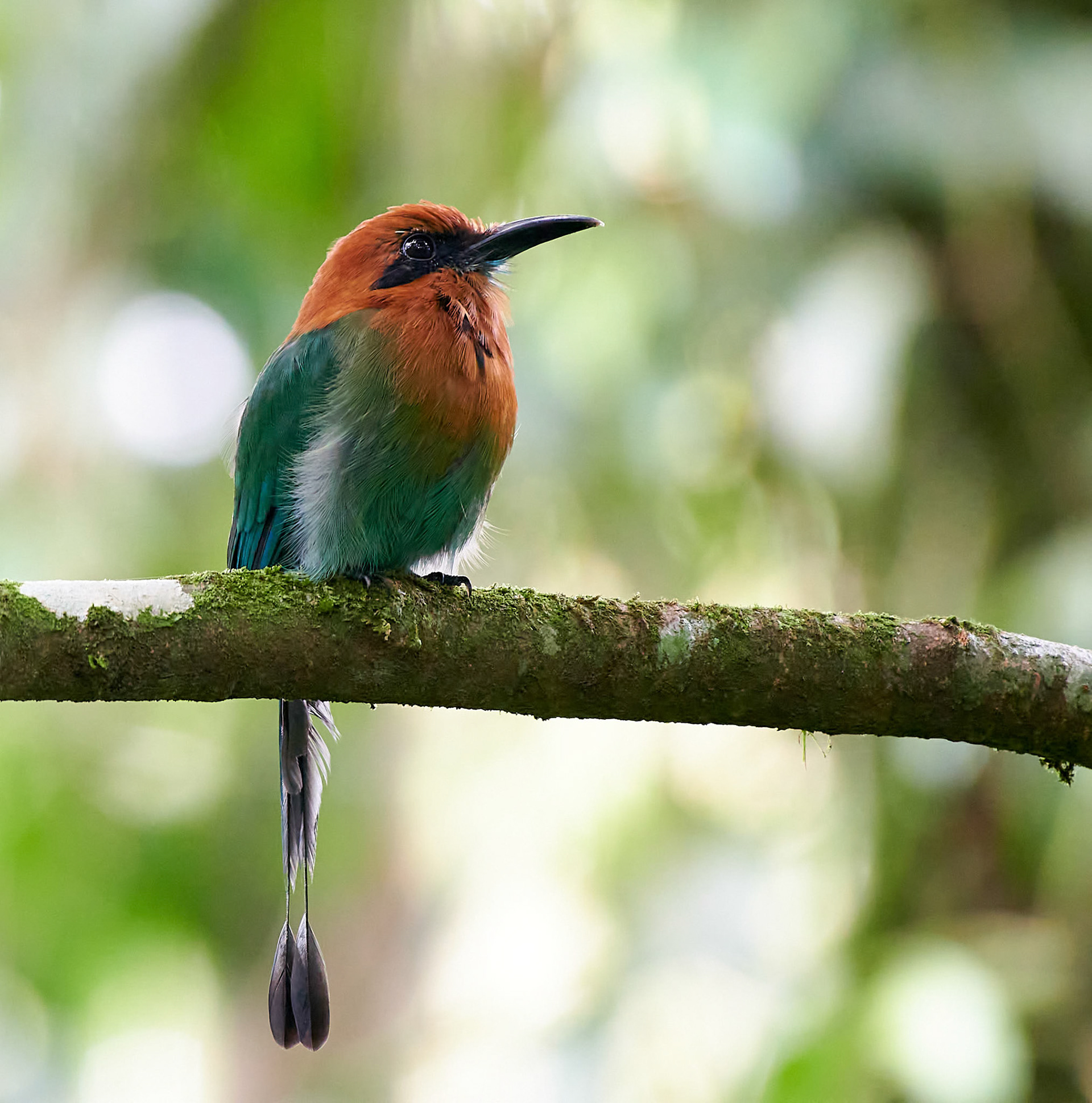 Brednæbbet motmot