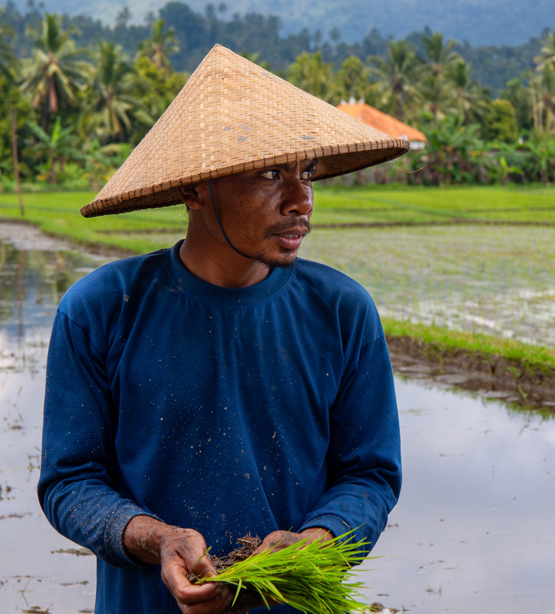 Rice farmer • Indonesia