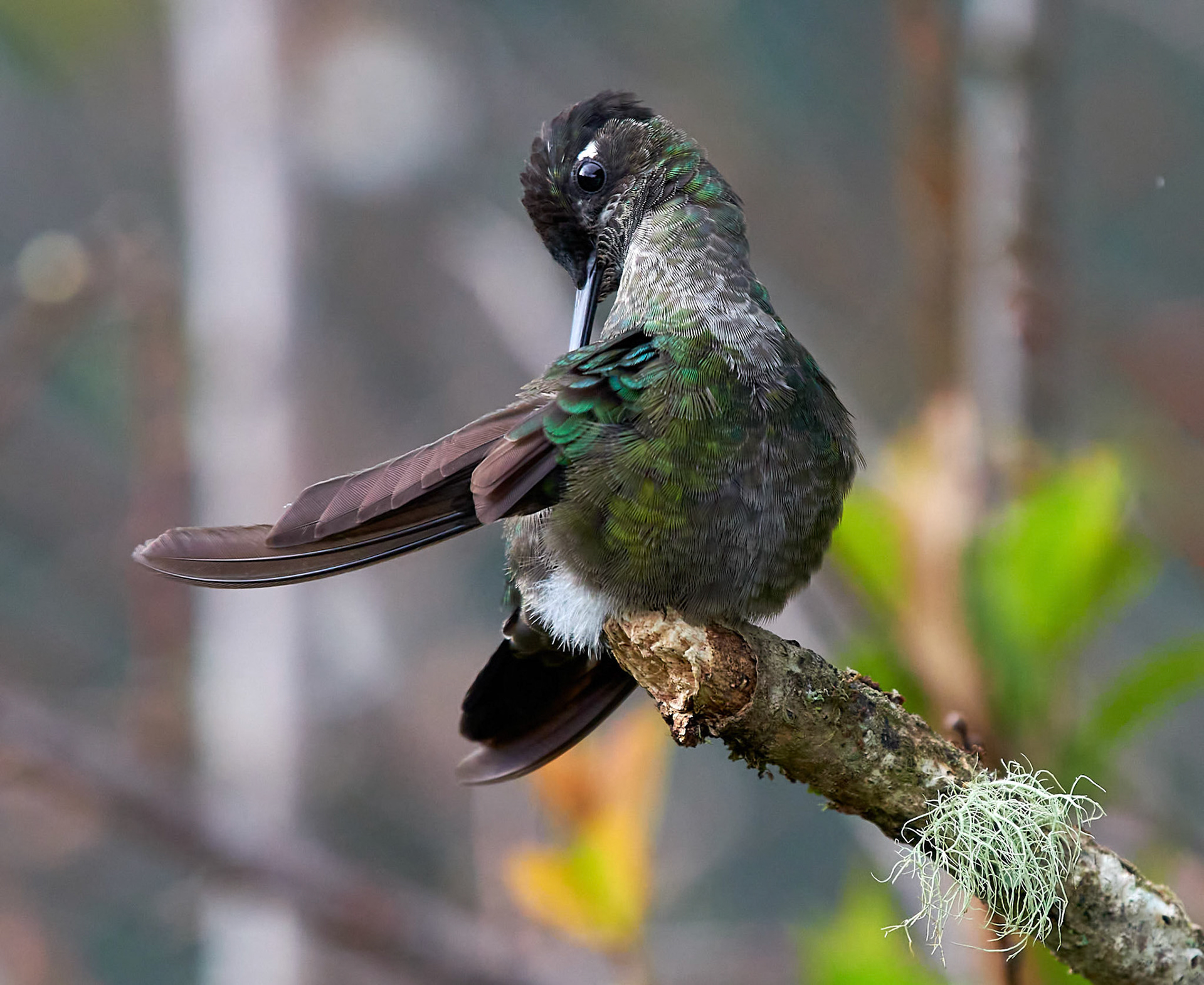Violetpandet brillant kolibri