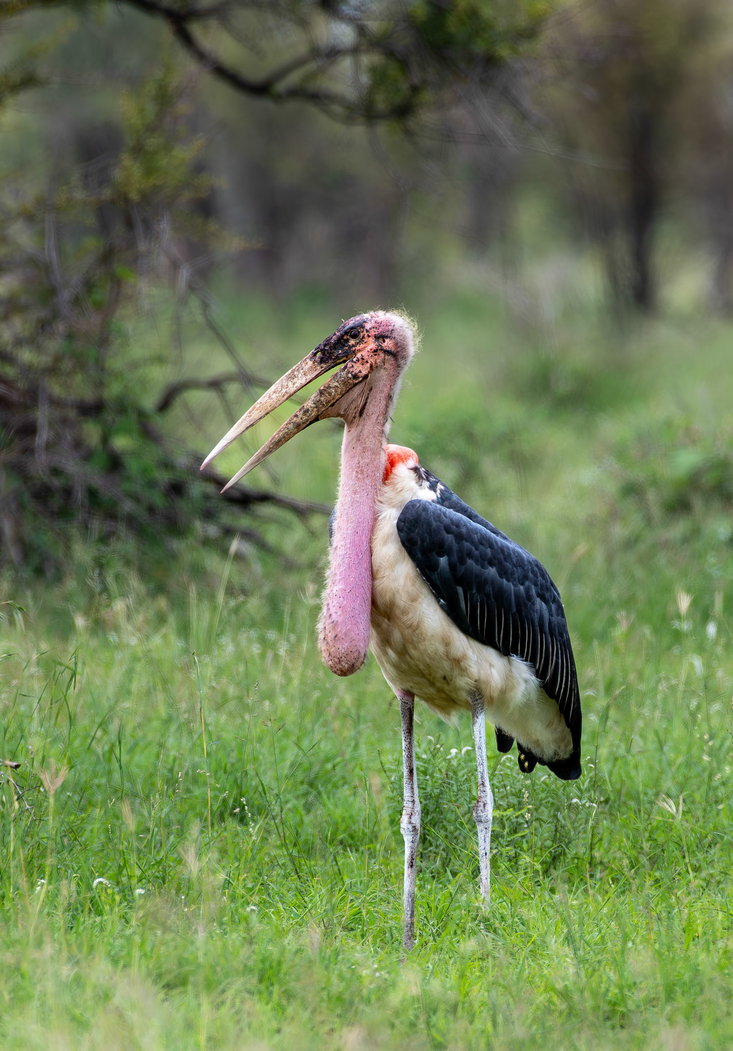 Marabou stork