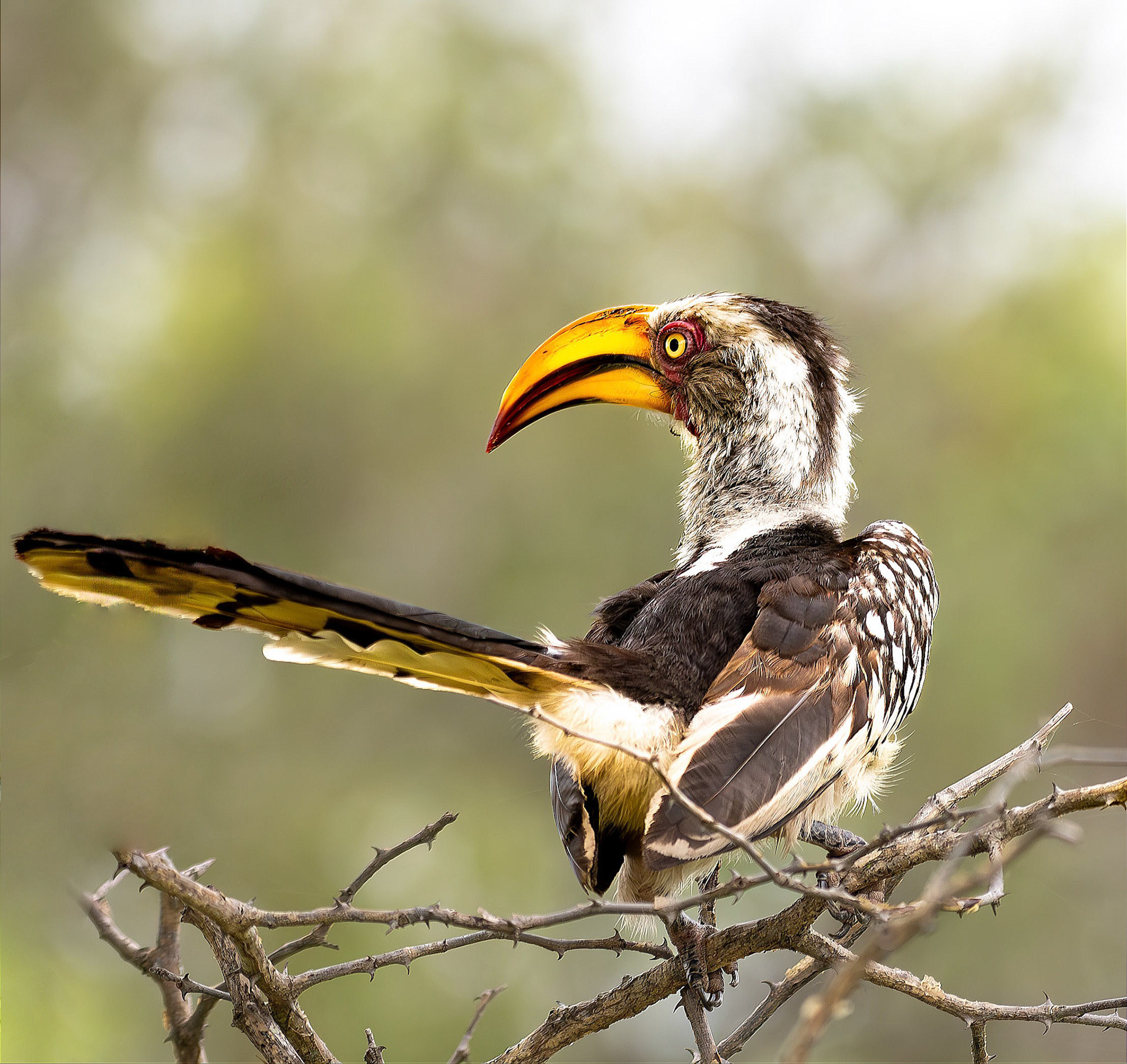 Yellow Hornbill