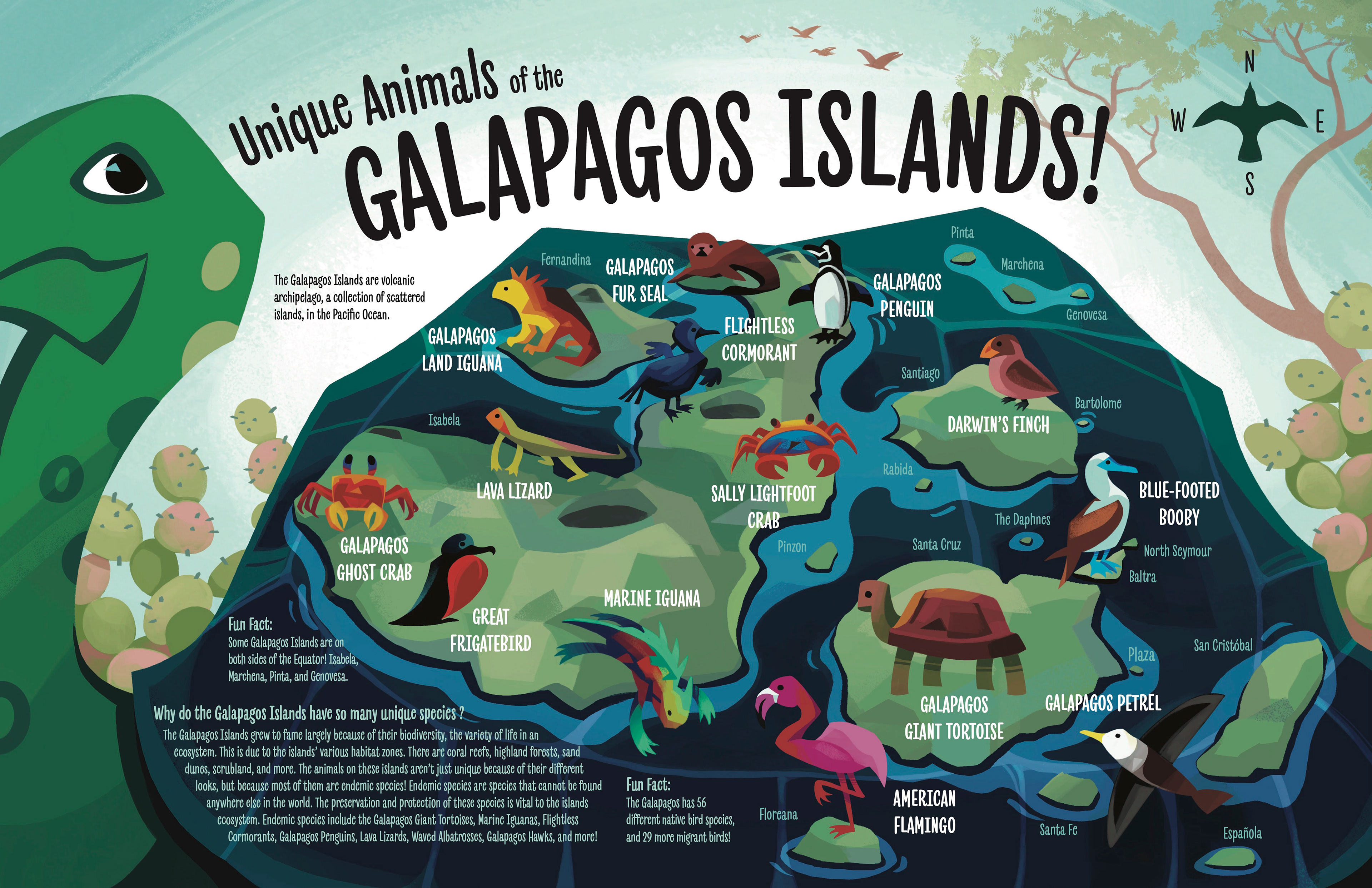 "Unique Animals of the Galapagos Islands!" Illustrated Map