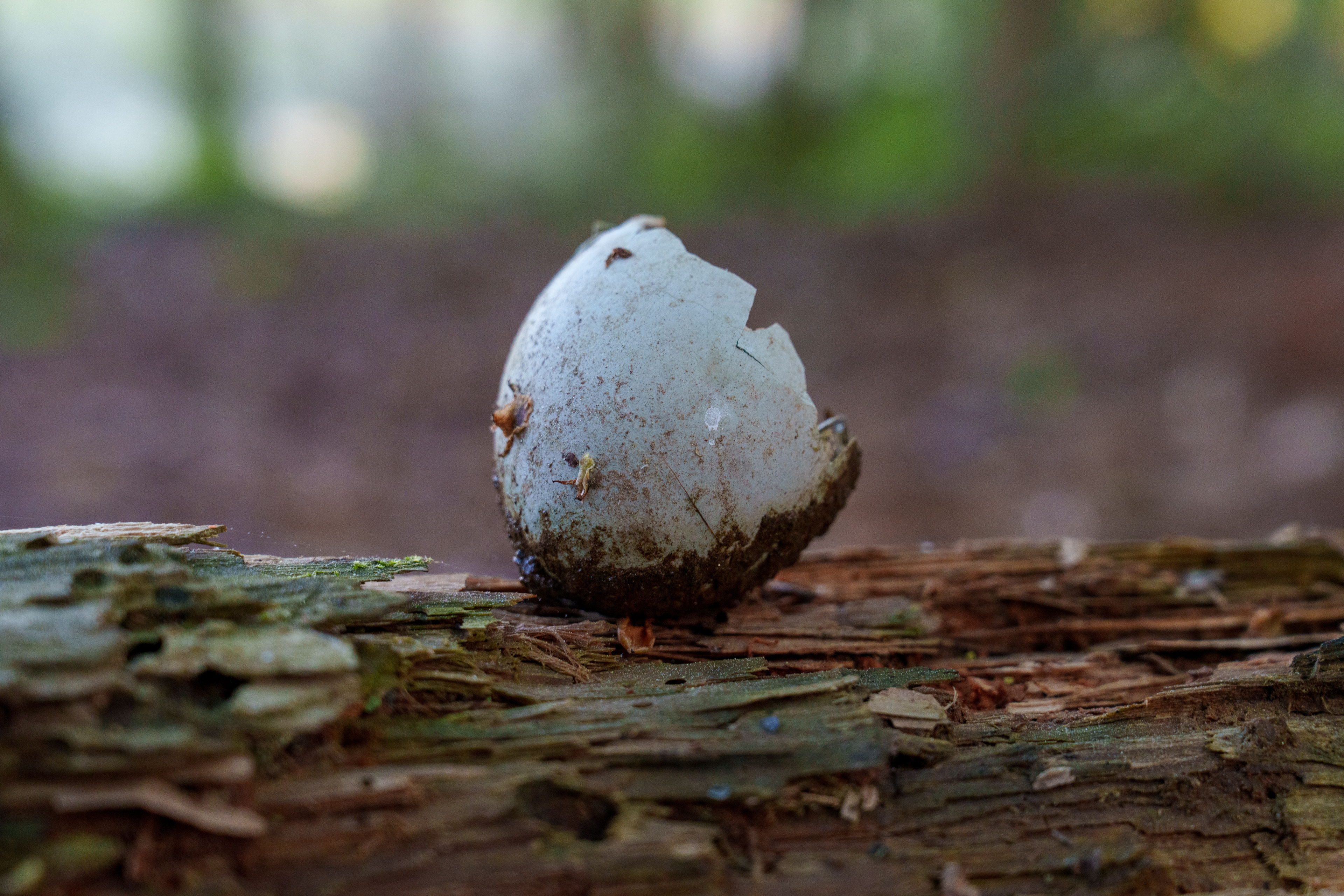 Blue Heron Egg