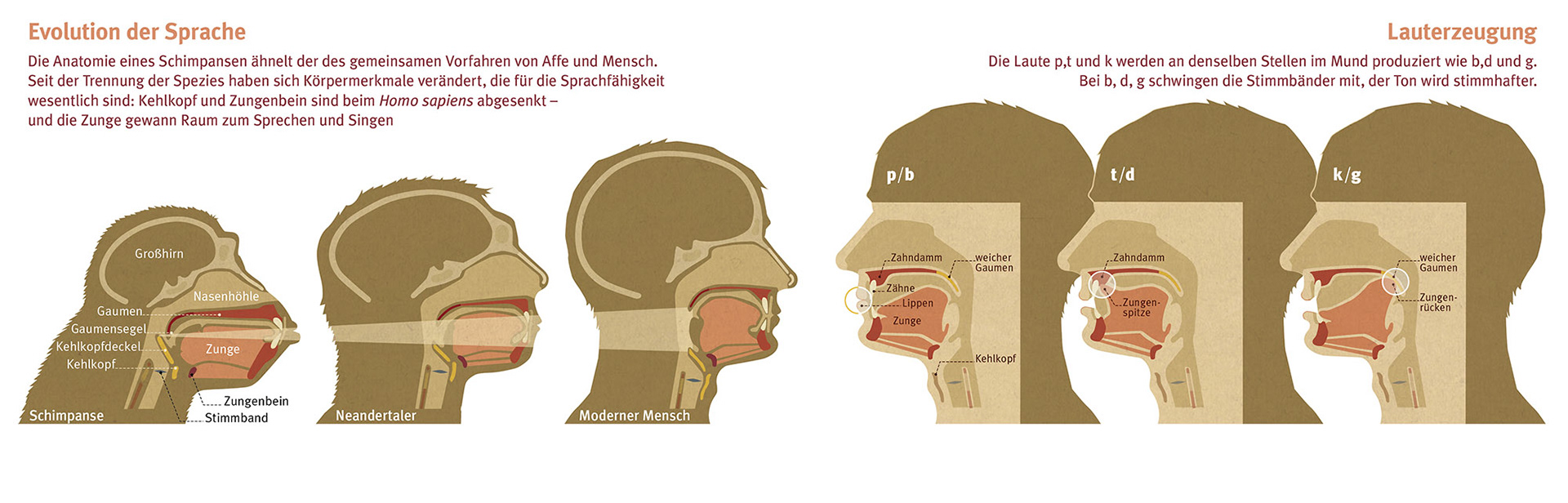 Anatomische Sprachfähigkeit und Lauterzeugung - GEO Wissen Nr.40 | 2007