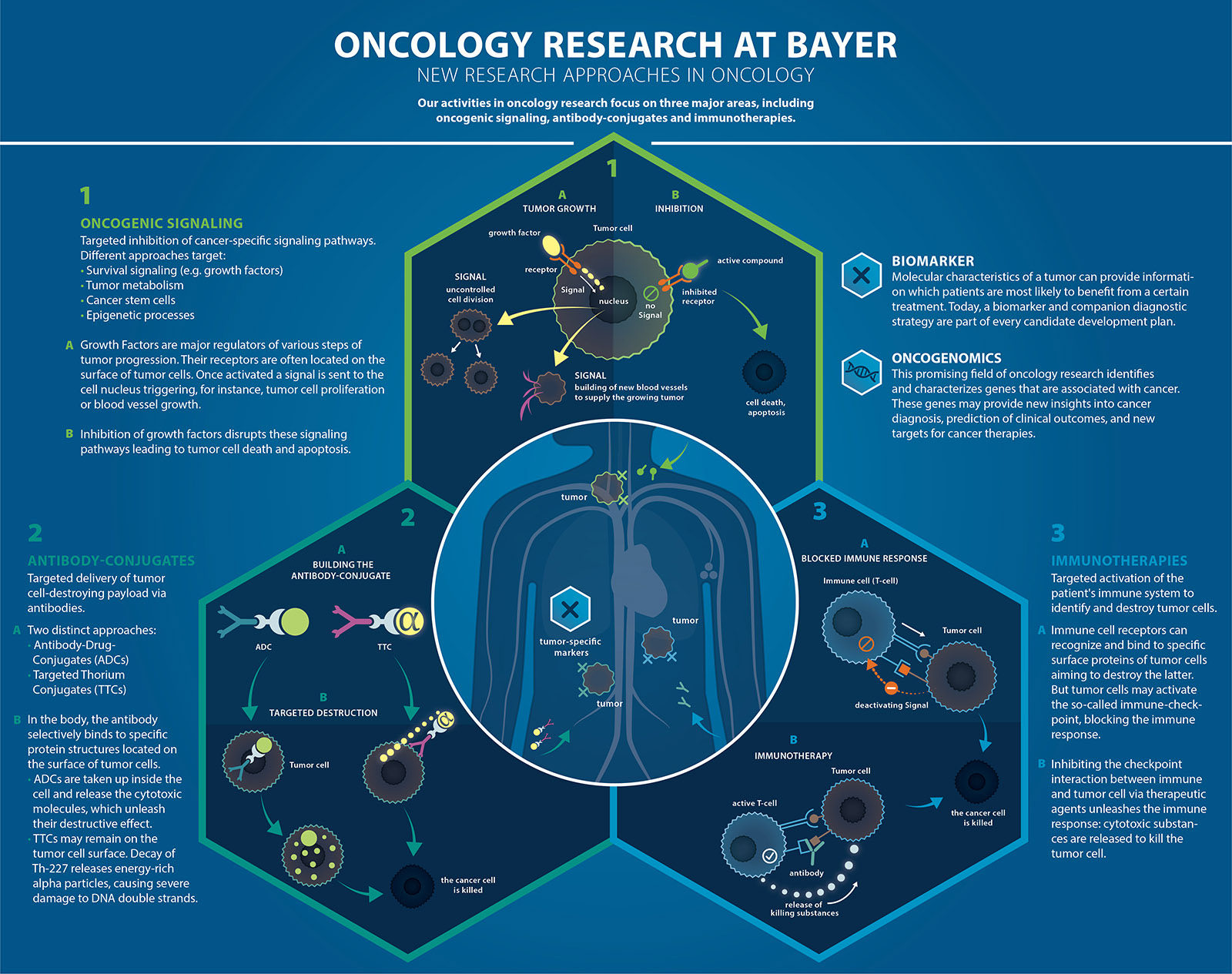 Onkologieforschung bei Bayer | 2017