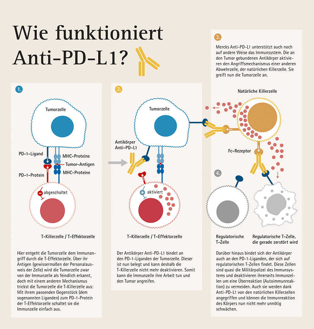 Antikörper gegen Tumorzellen – Pro vor Ort 03 | 2015