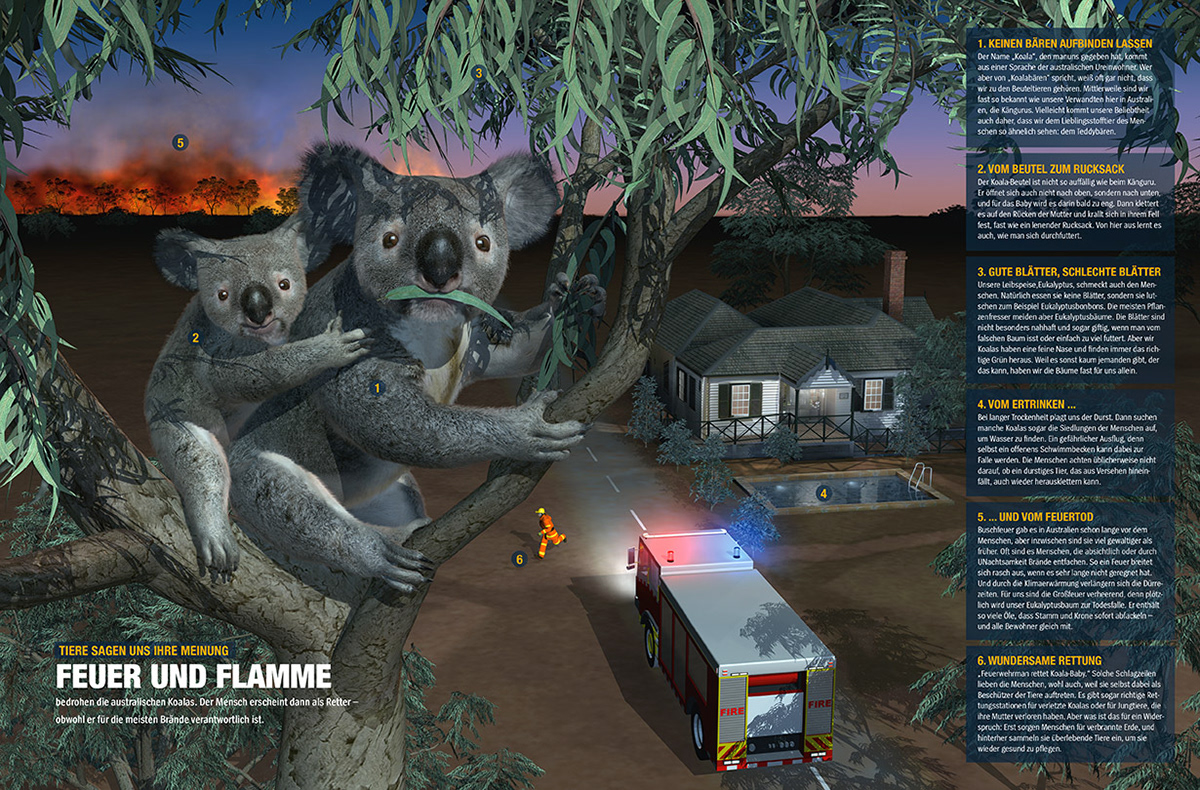 Koala - Dein Spiegel 2012