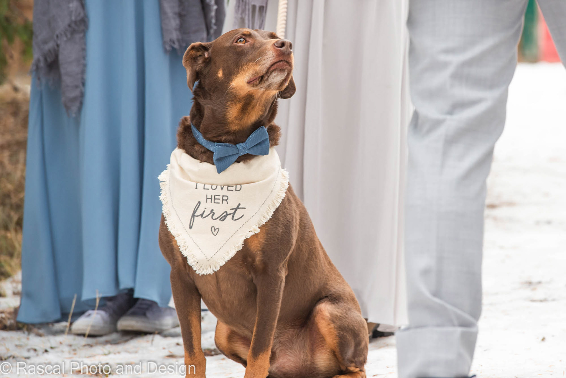 dog at wedding ceremony at Canmore Ranch