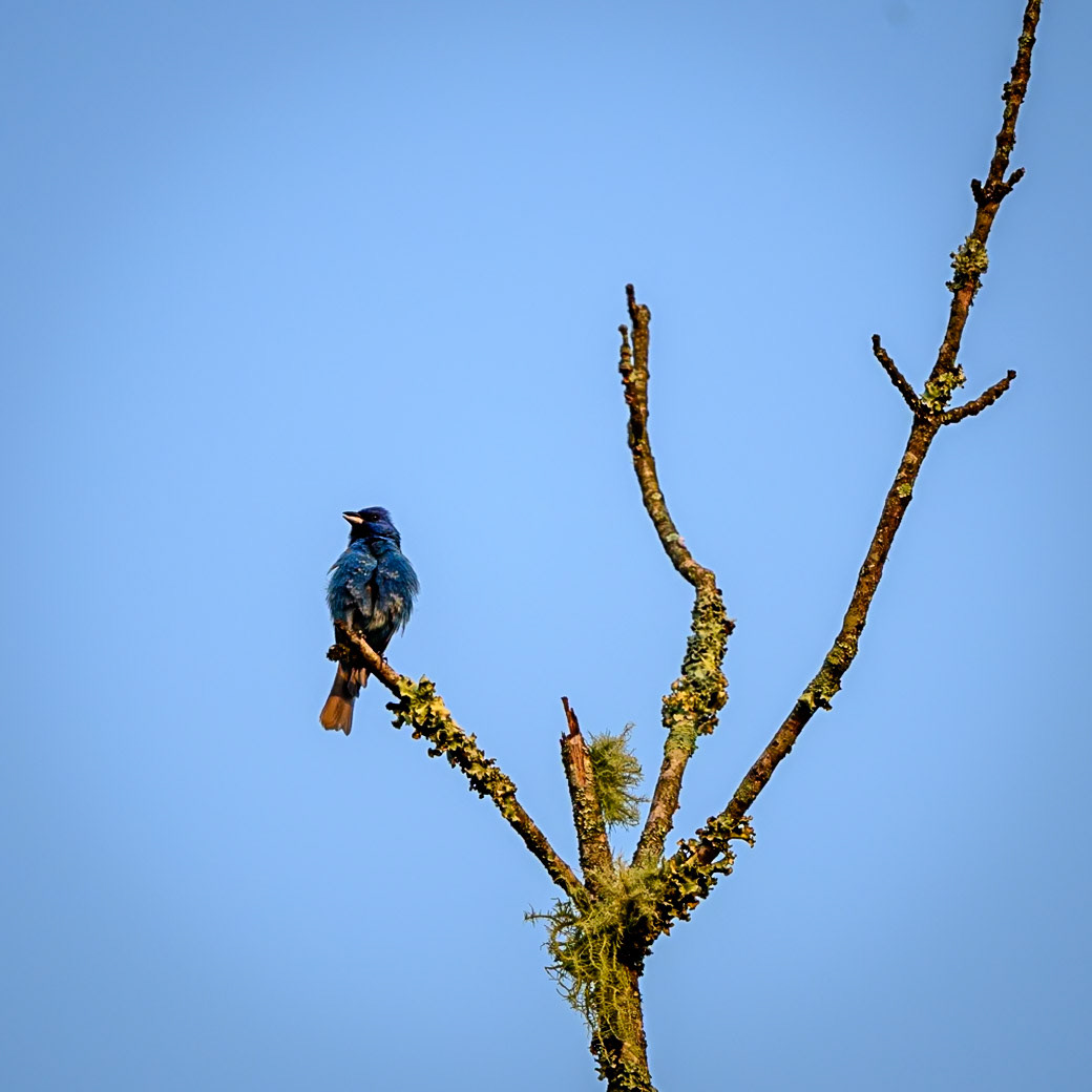 Indigo Bunting