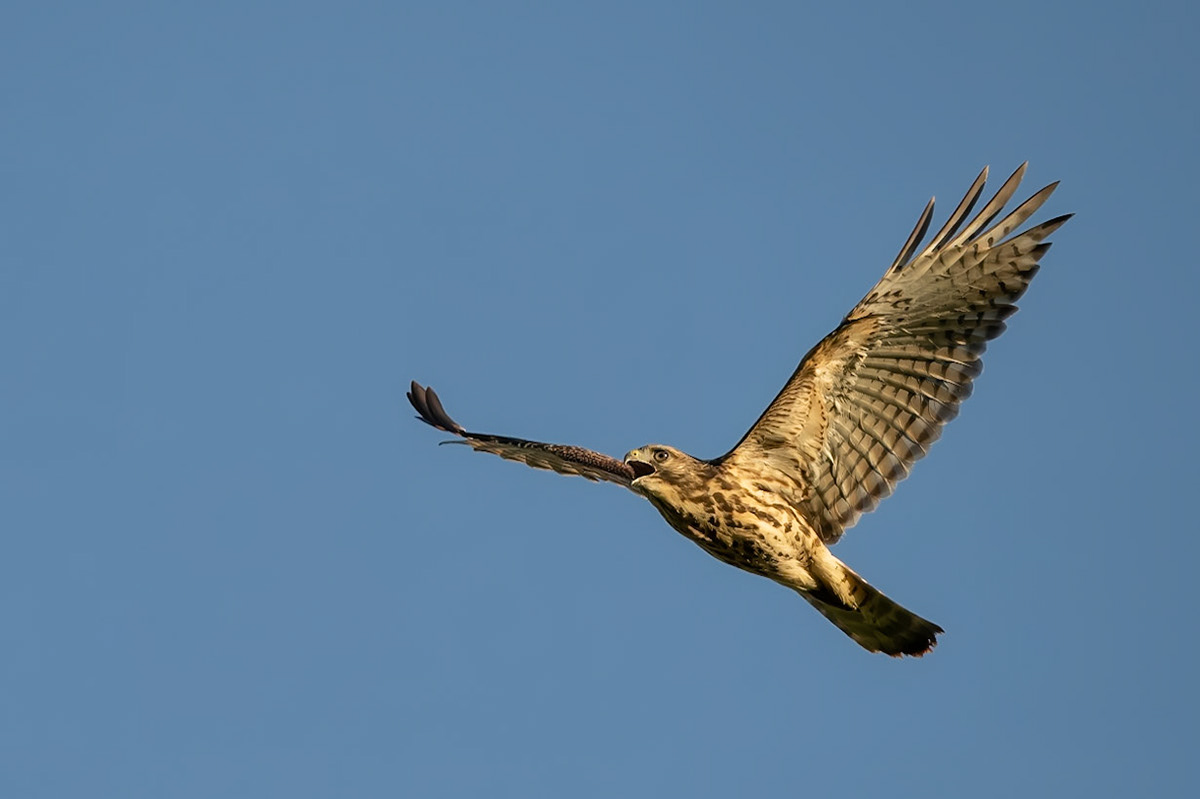 Red-shouldered Hawk