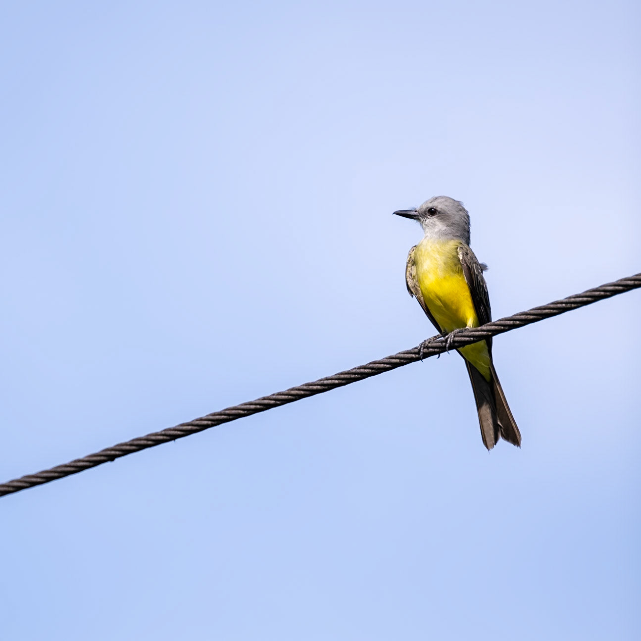 Tropical Kingbird