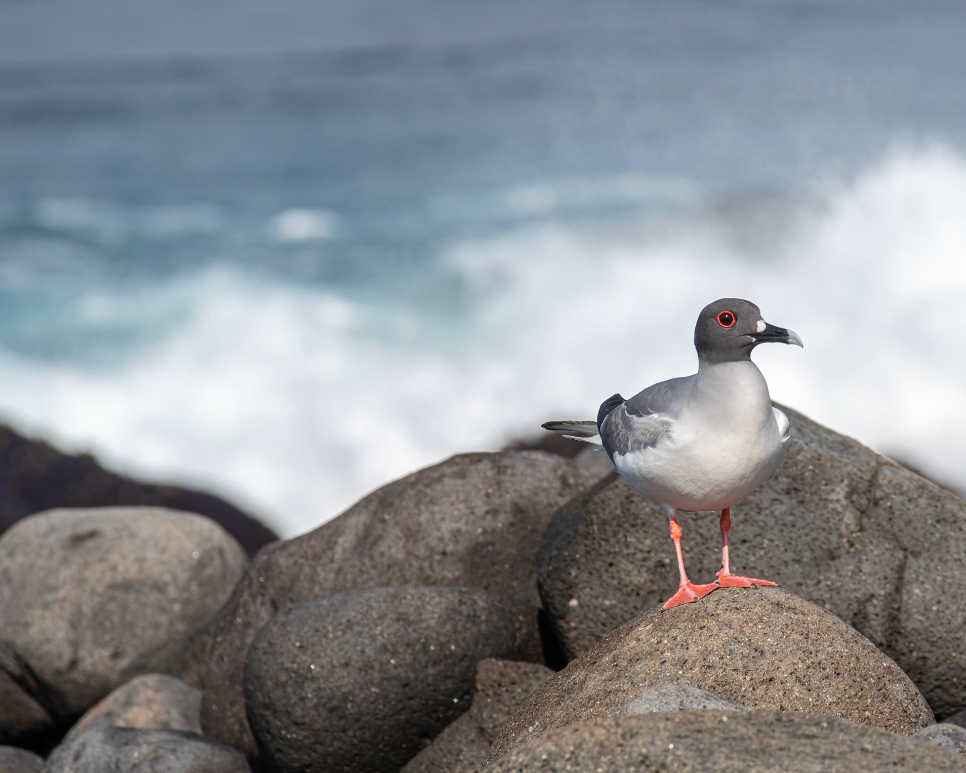 Swallow-tailed Gull