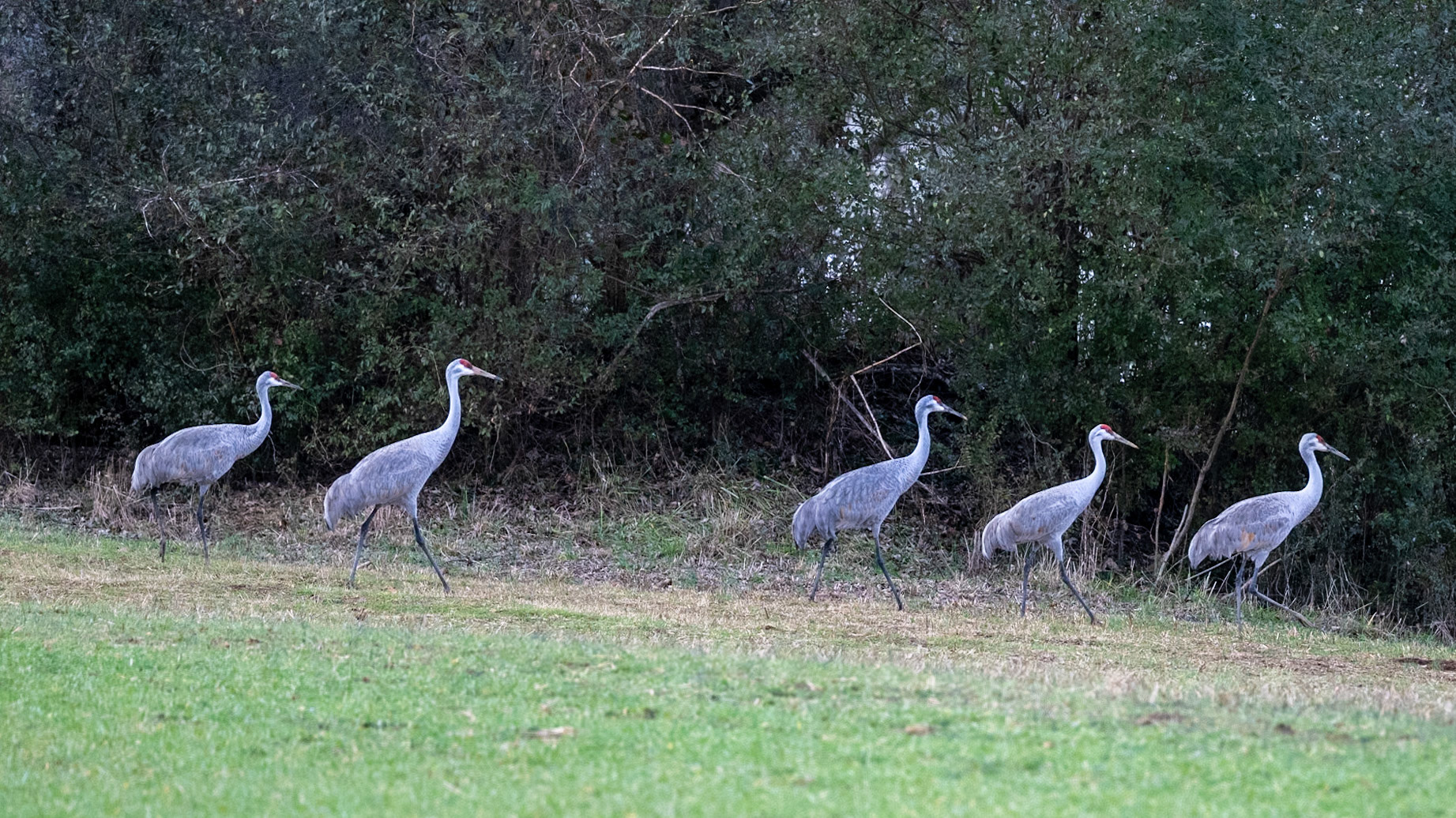 Sandhill Cranes