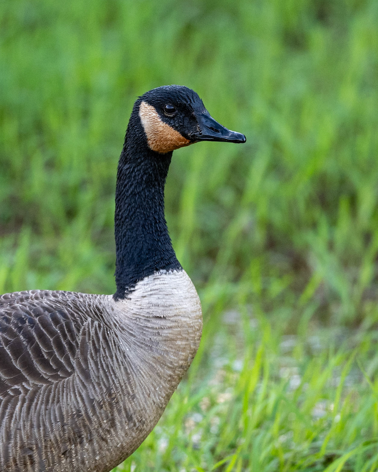 Canada Goose