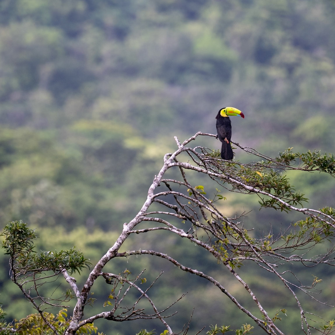 Keel-billed Toucan