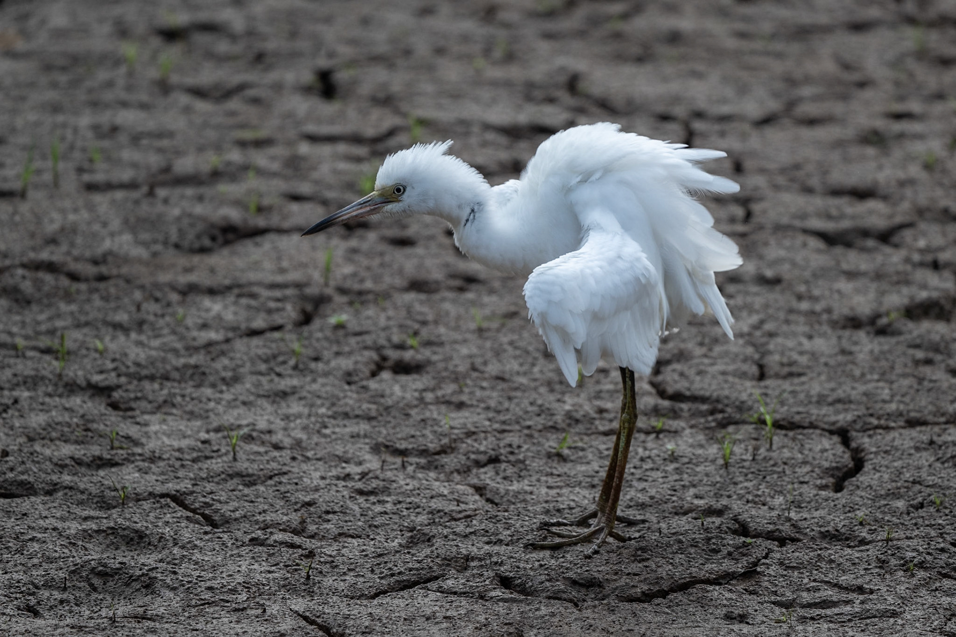 Snowy Egret