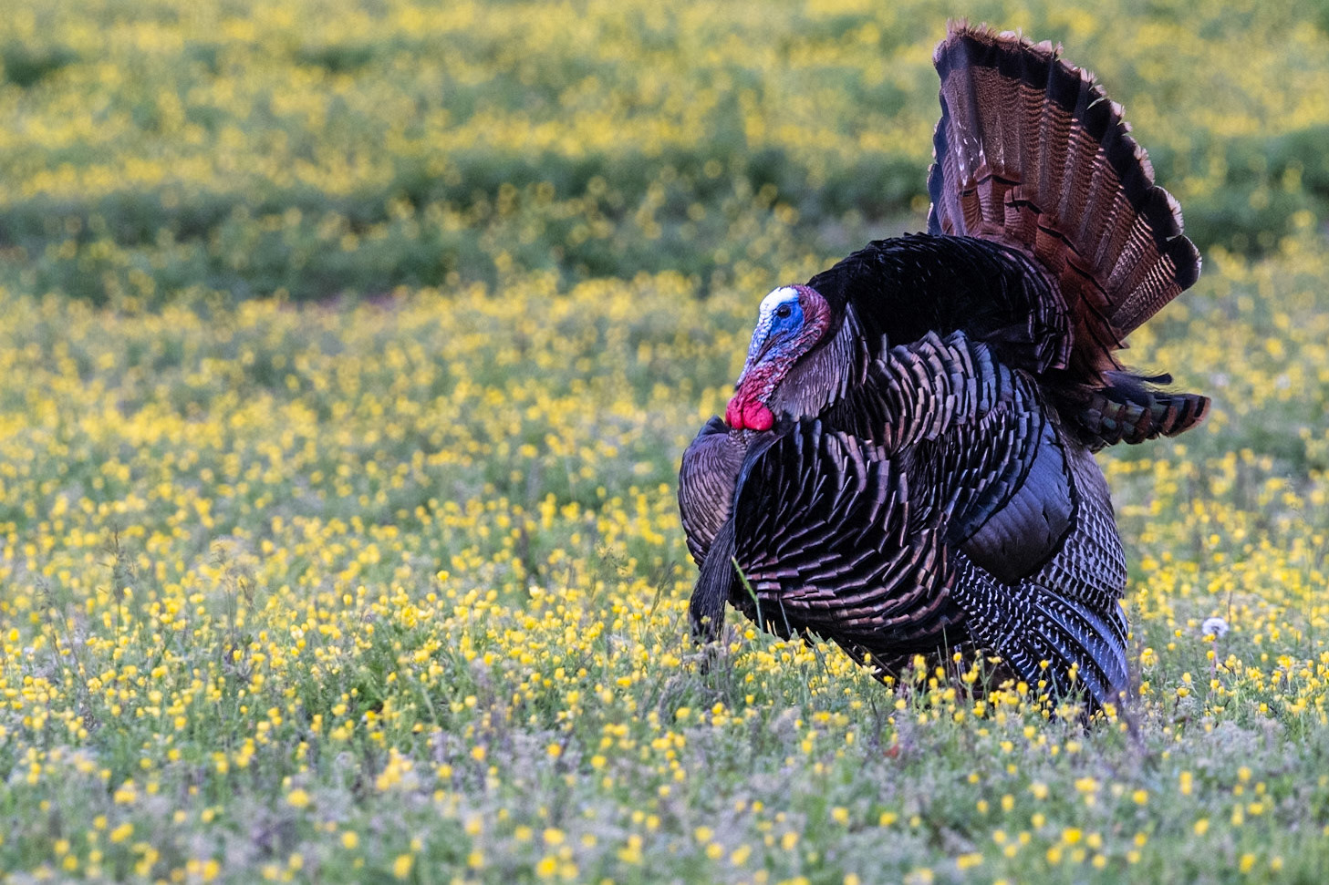 Wild Turkey