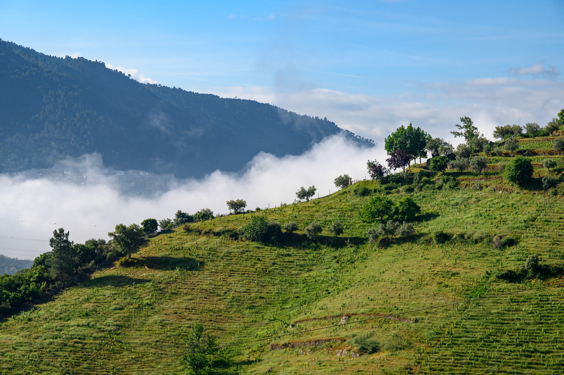 Douro Valley