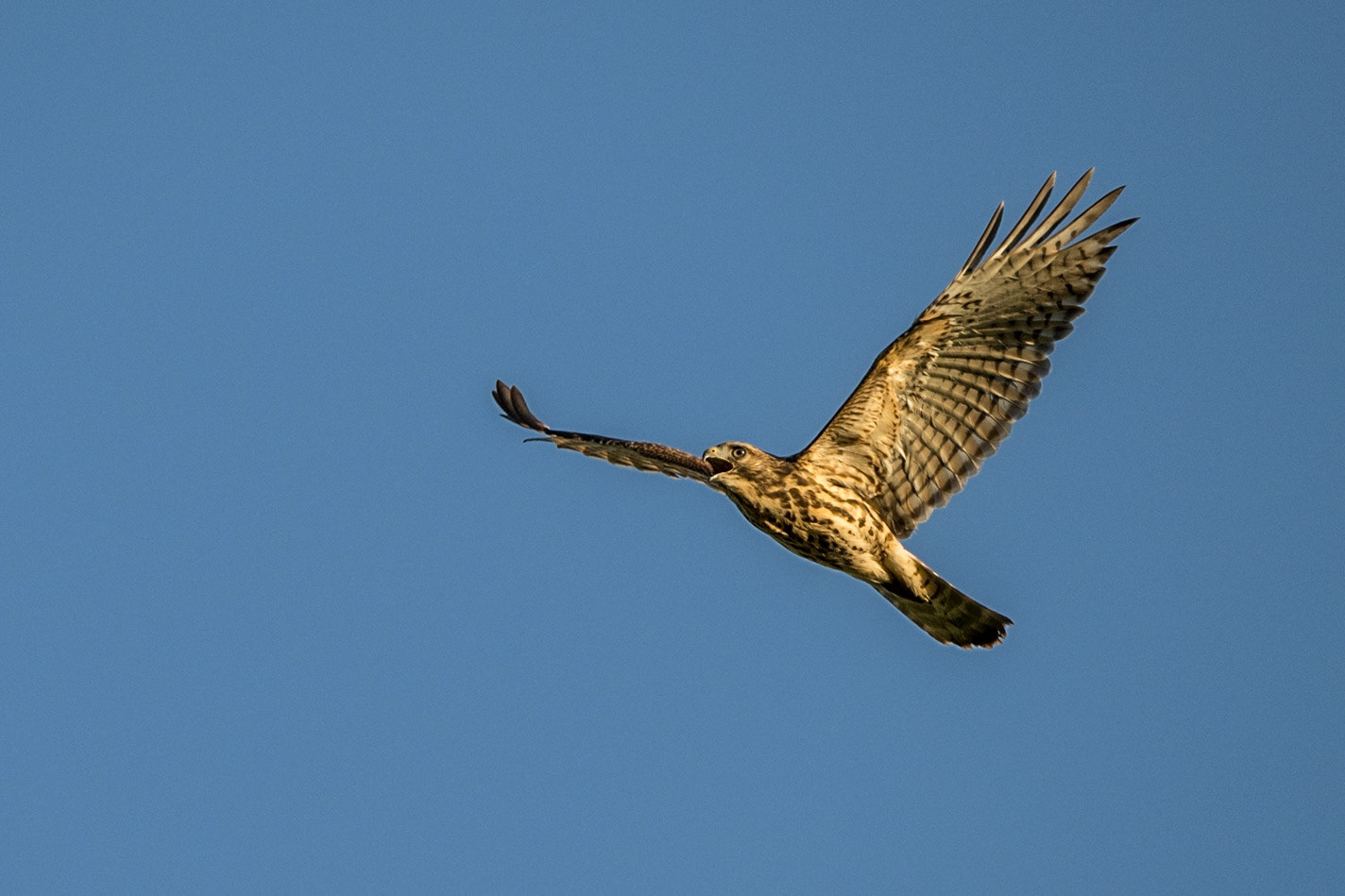 Red shouldered Hawk